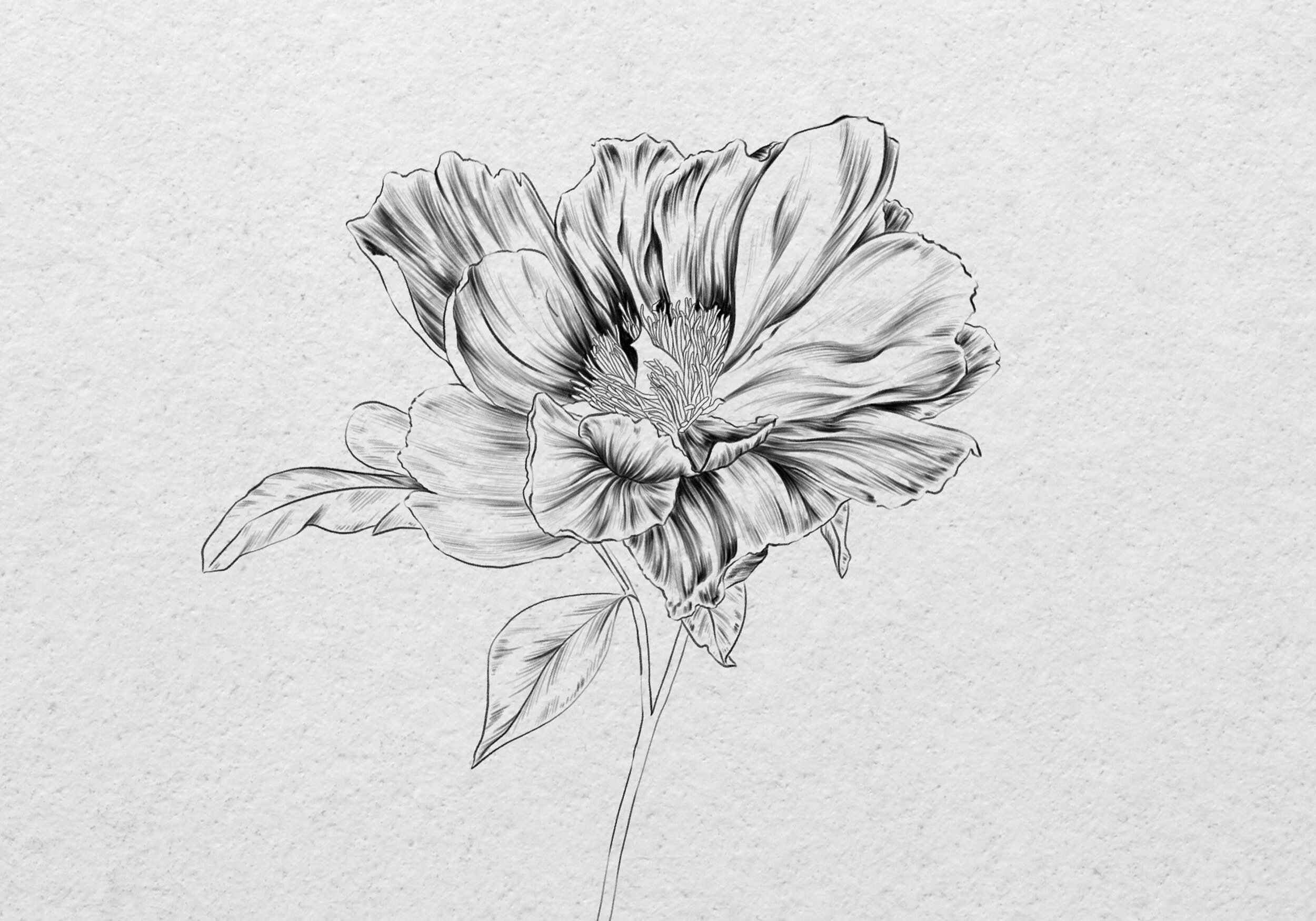How To Draw A Realistic Flower Sketch Pencil Or IPad Vanessa 