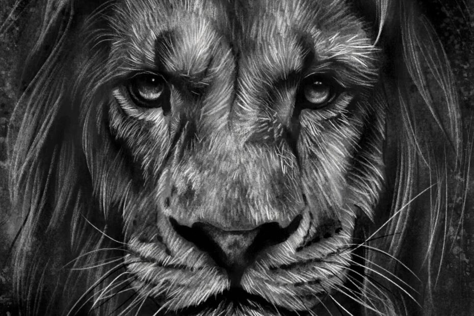 How To Draw A Realistic Lion Like An Artist Studio Wildlife