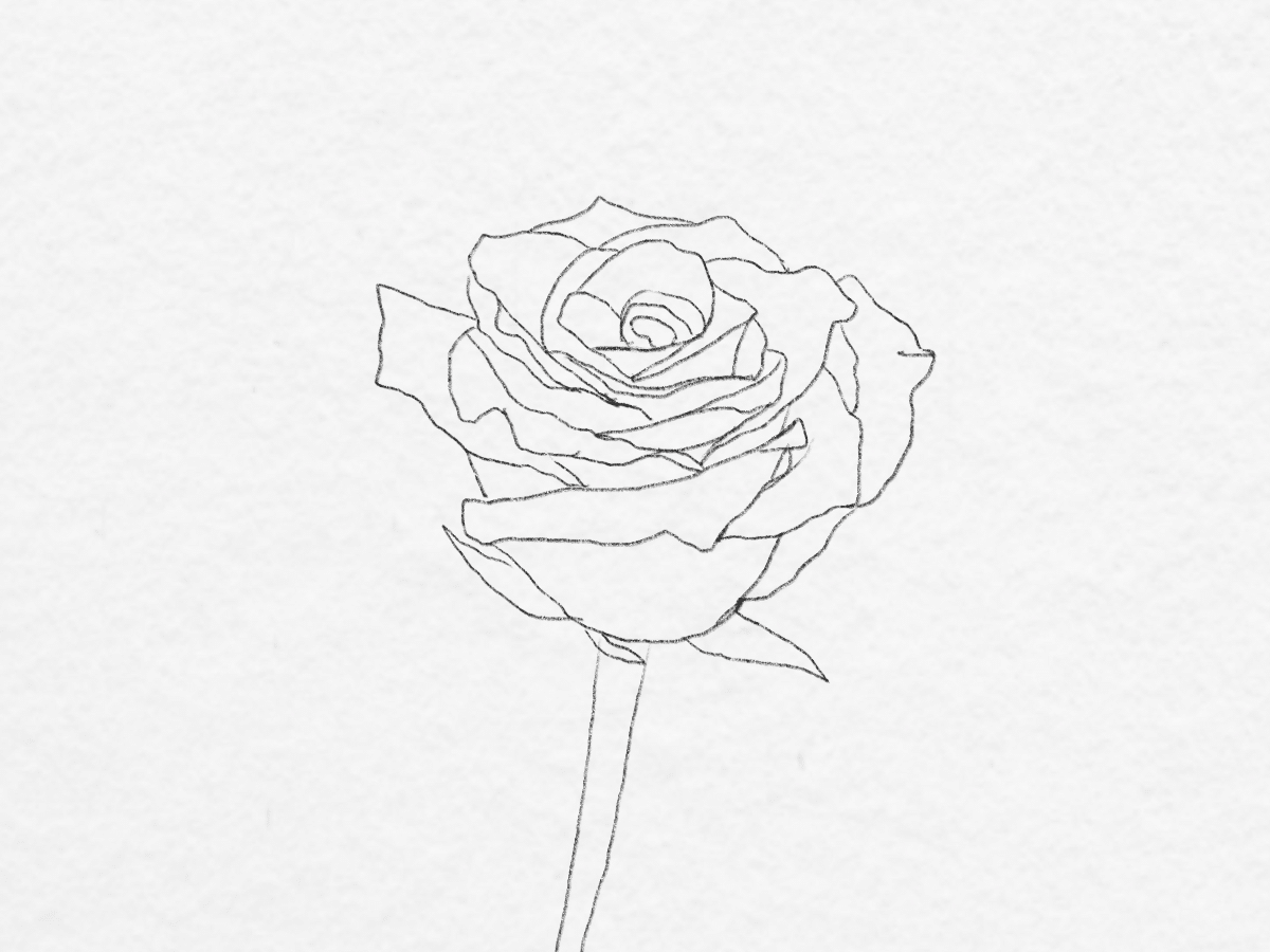 roses drawing