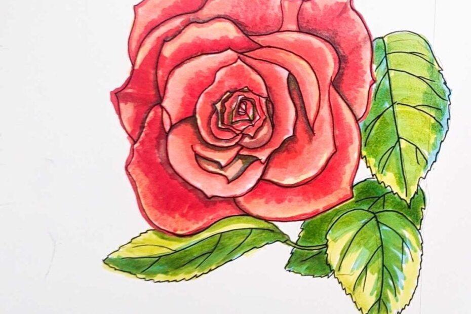 How To Draw A Rose A Step By Step Guide BaldHiker