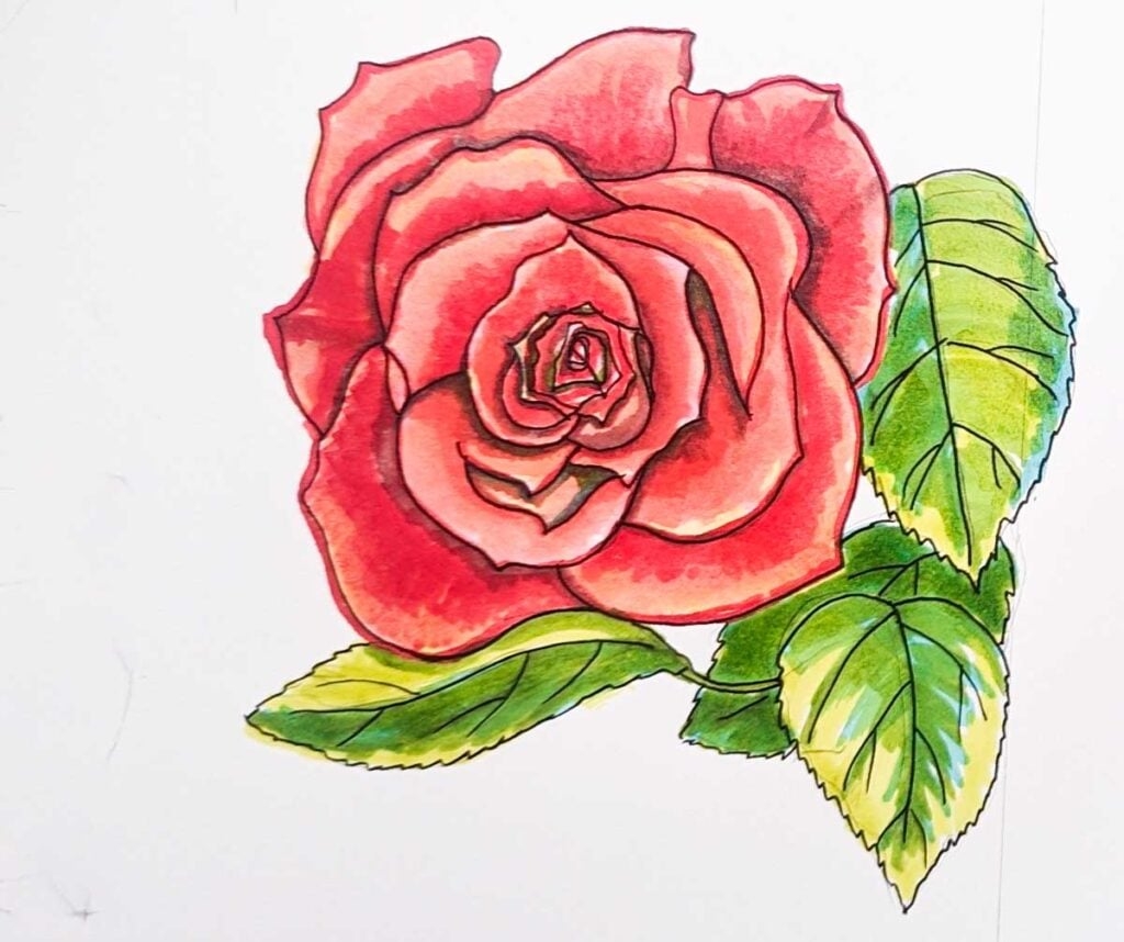 How To Draw A Rose A Step By Step Guide BaldHiker