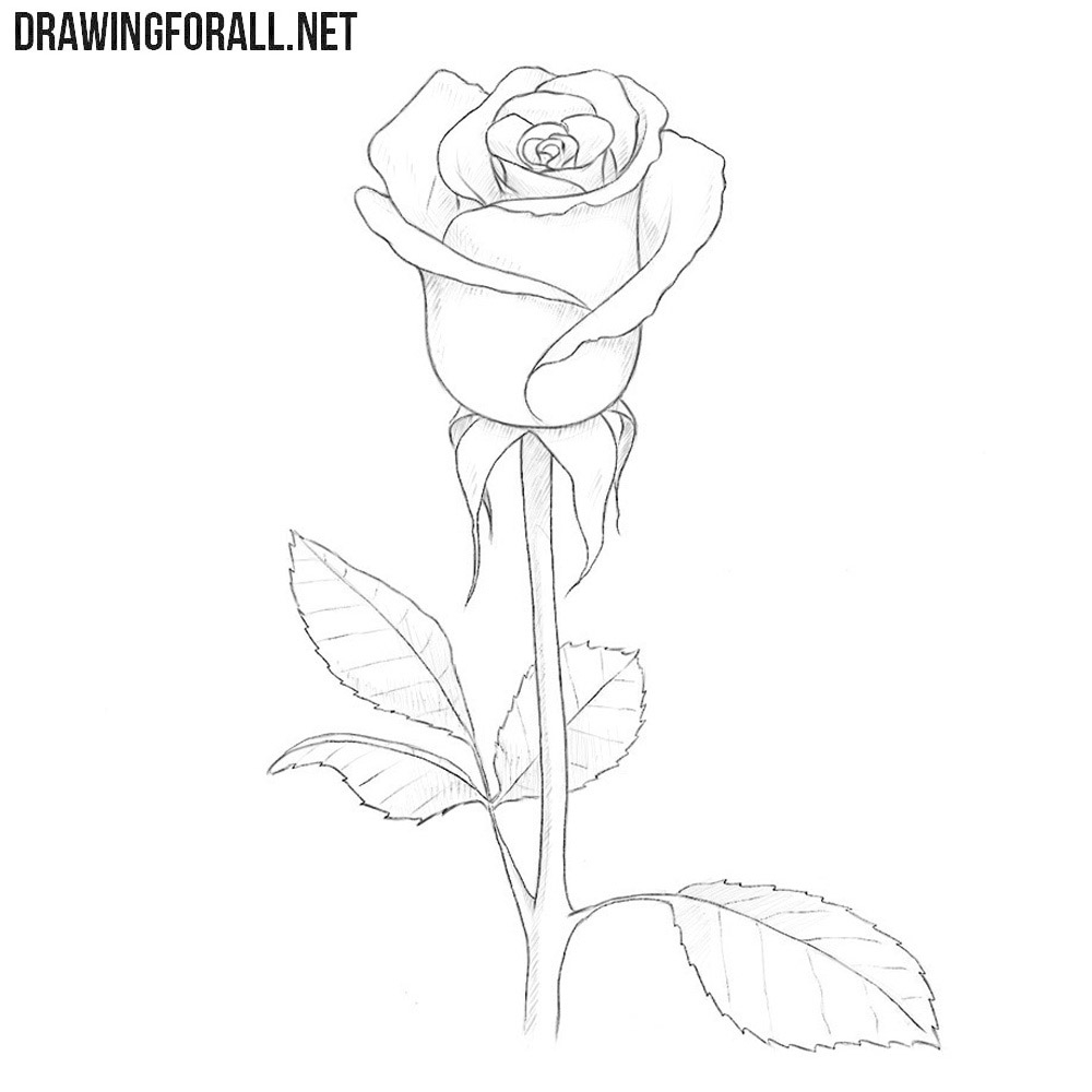 How To Draw A Rose For Beginners
