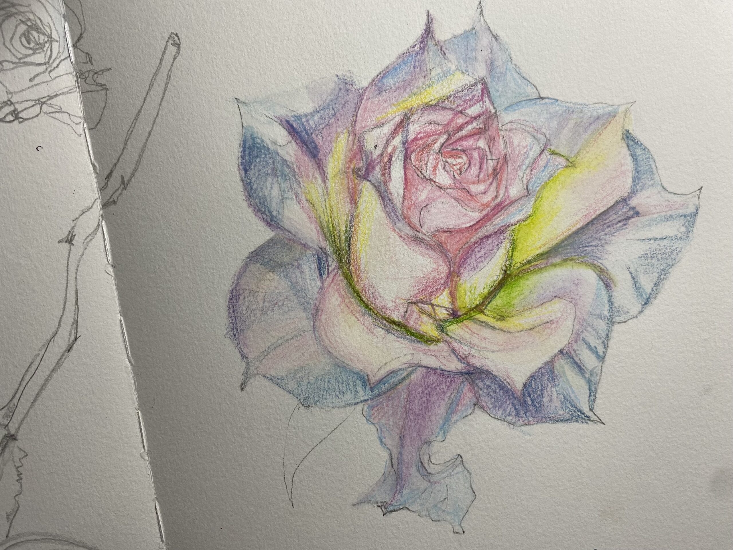 rose drawing flowers