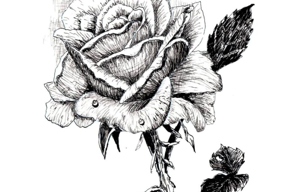 How To Draw A Rose In Pen And Ink Online Art Lessons