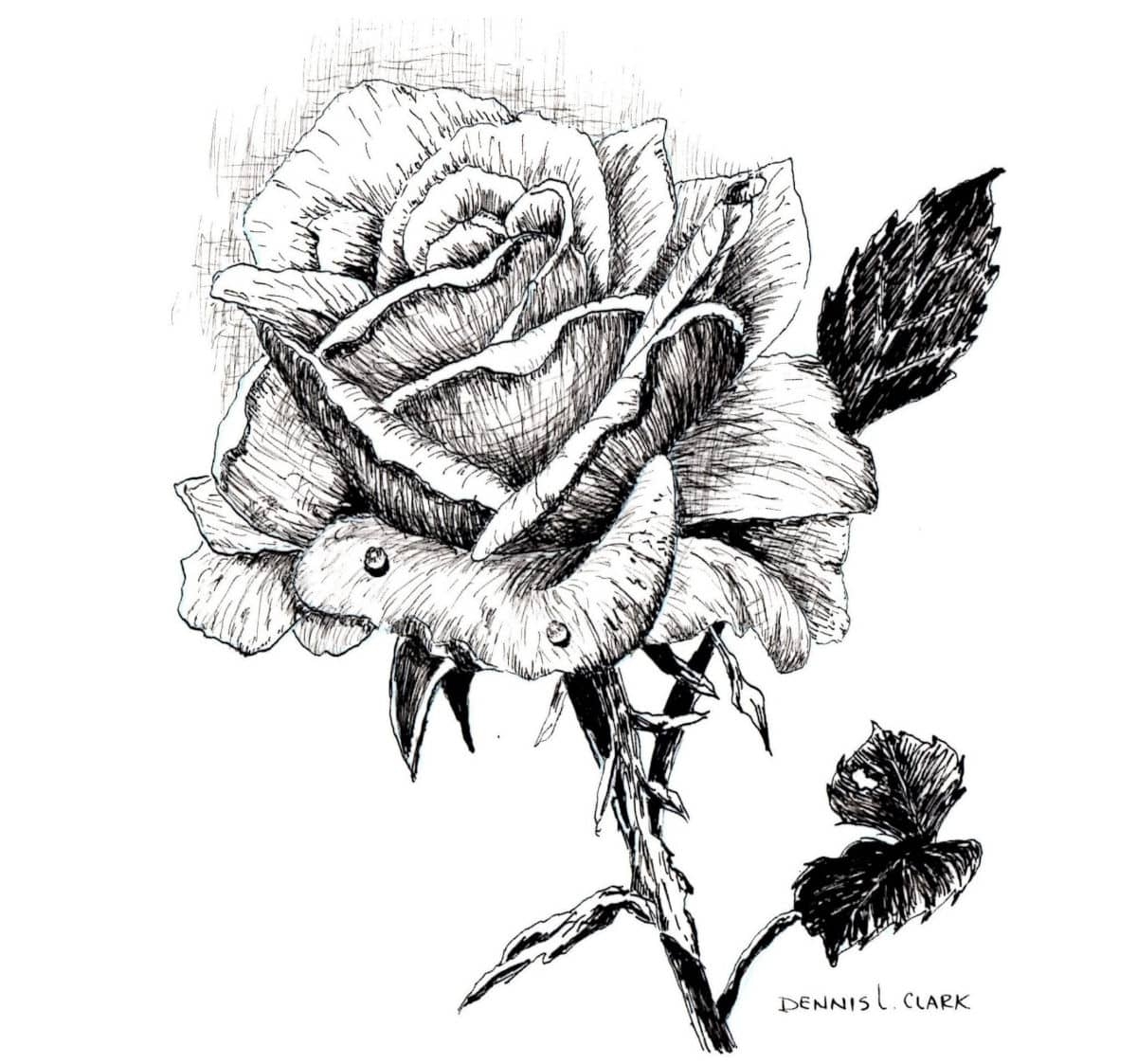 How To Draw A Rose In Pen And Ink Online Art Lessons