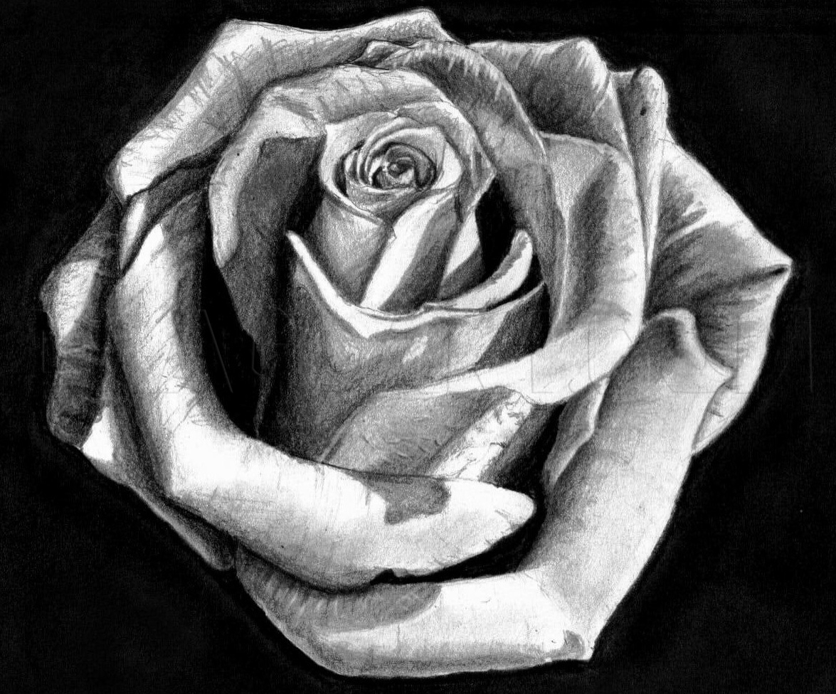 How To Draw A Rose In Pencil Draw A Realistic Rose Drawing Step By Step By DuskEyes969 DragoArt
