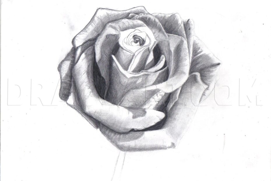 How To Draw A Rose In Pencil Draw A Realistic Rose Drawing Step By Step By DuskEyes969 DragoArt