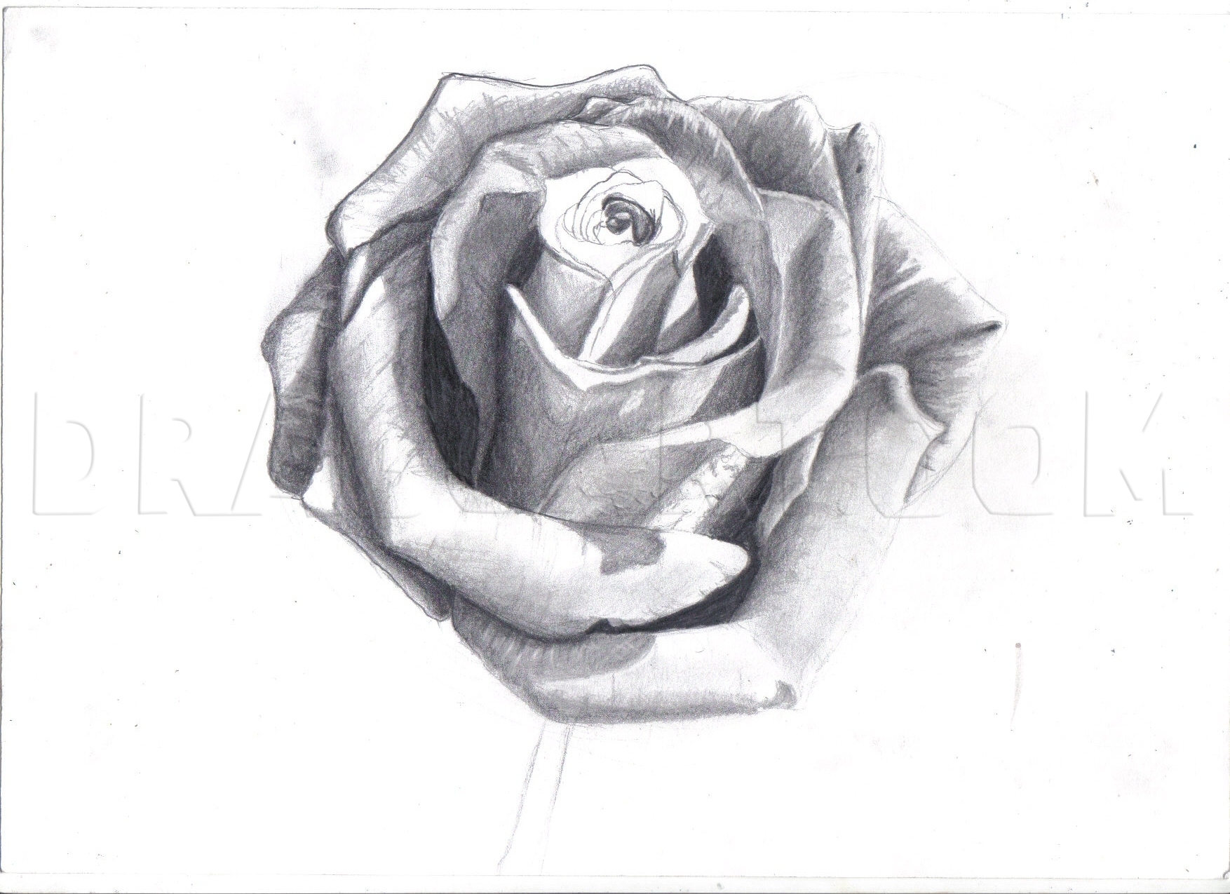 How To Draw A Rose In Pencil Draw A Realistic Rose Drawing Step By Step By DuskEyes969 DragoArt