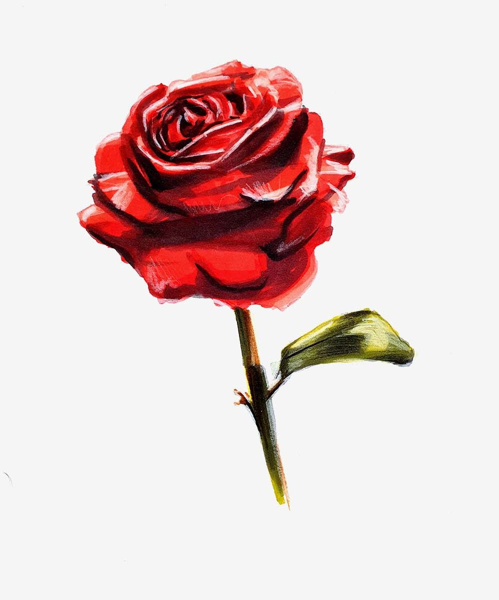 How To Draw A Rose Simple And Realistic