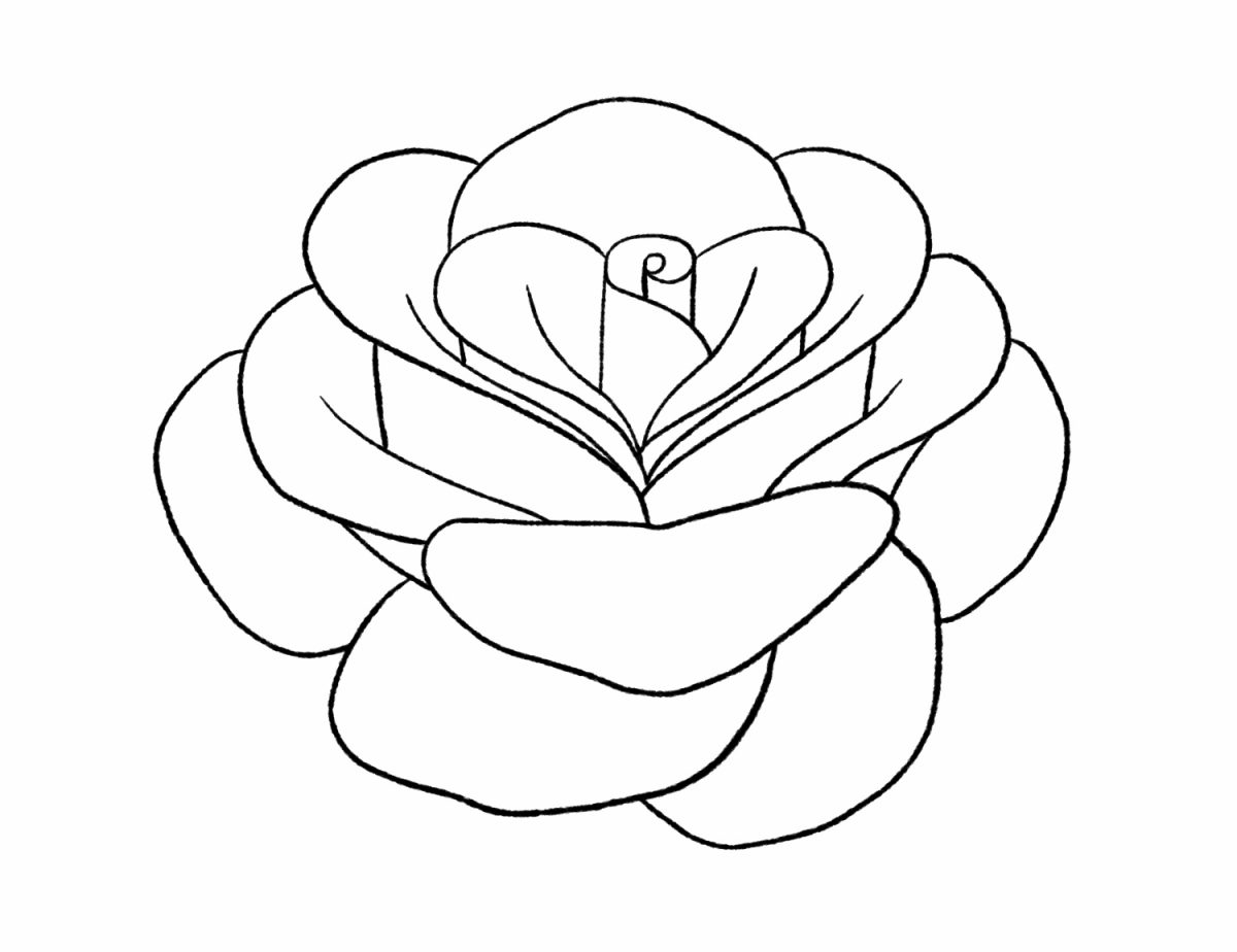 How To Draw A Rose Step by Step Tutorial Design Bundles