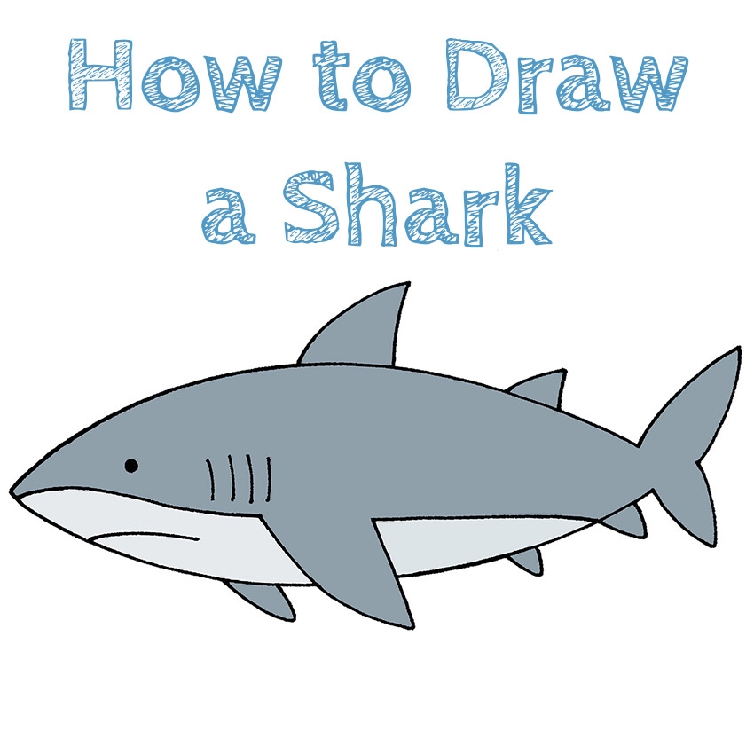 How To Draw A Shark How To Draw Easy