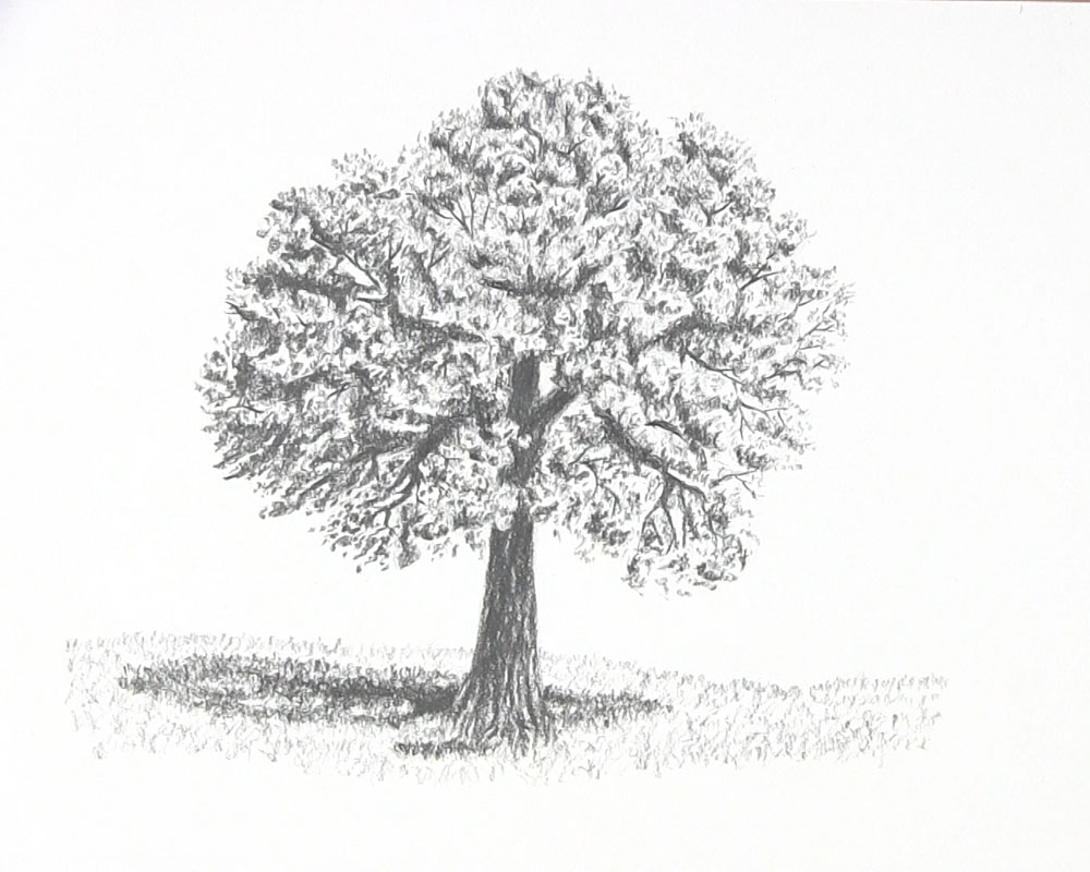 How To Draw A Tree With Leaves In A Surprisingly Familiar Way Let s Draw Today