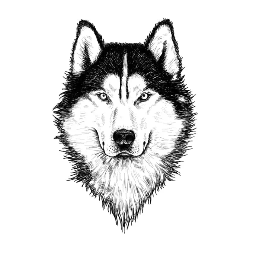 How To Draw A Wolf Head And Face Simple 10 Step Wolf Drawing Guide