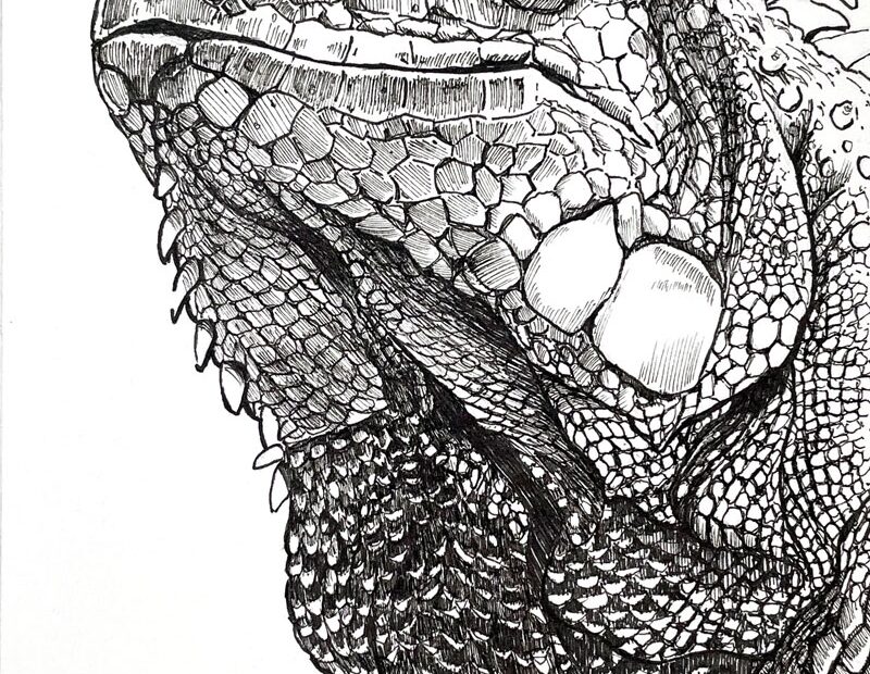 How To Draw An Iguana With Pen And Ink