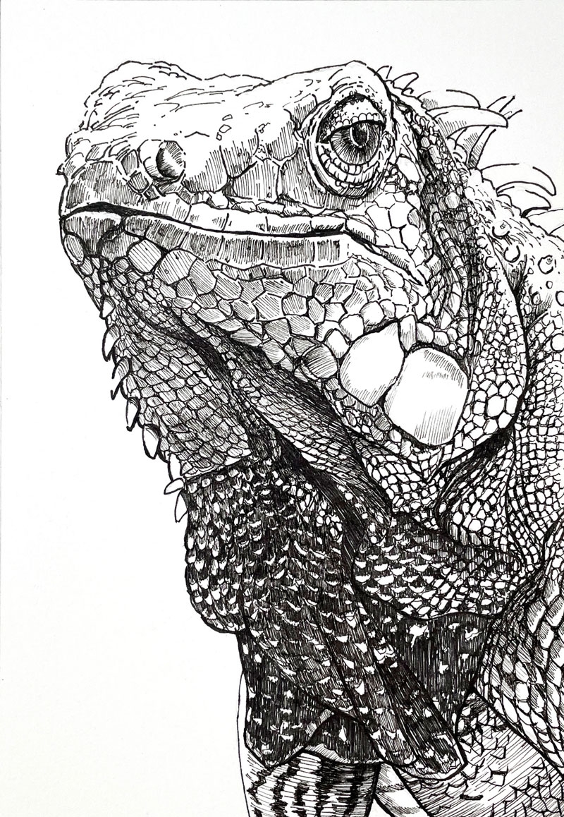 How To Draw An Iguana With Pen And Ink