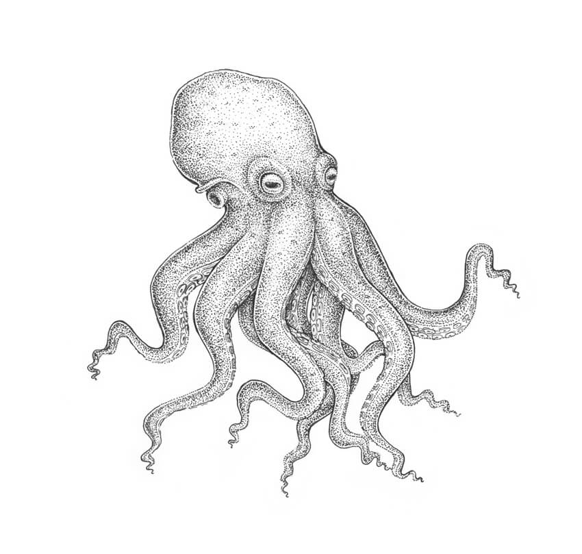 How To Draw An Octopus Step By Step Envato Tuts 