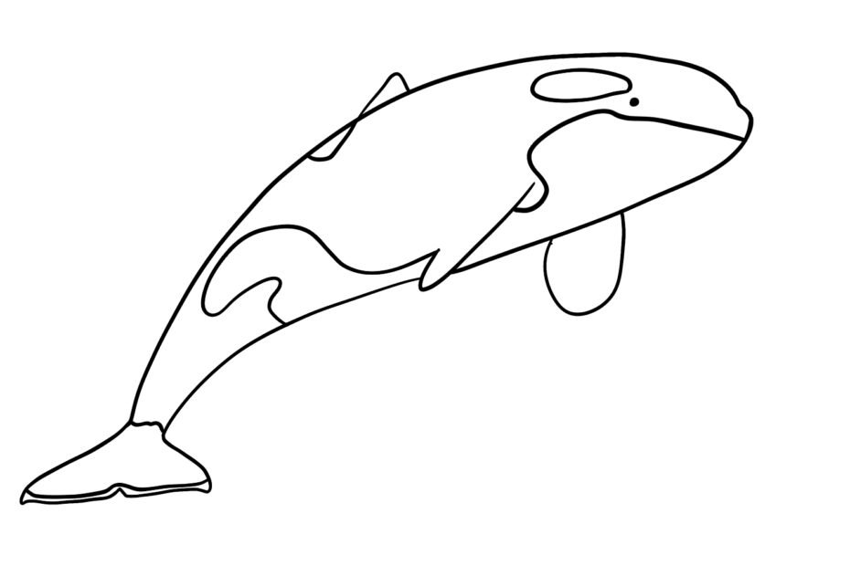 How To Draw An Orca Step by Step tutorial Design Bundles