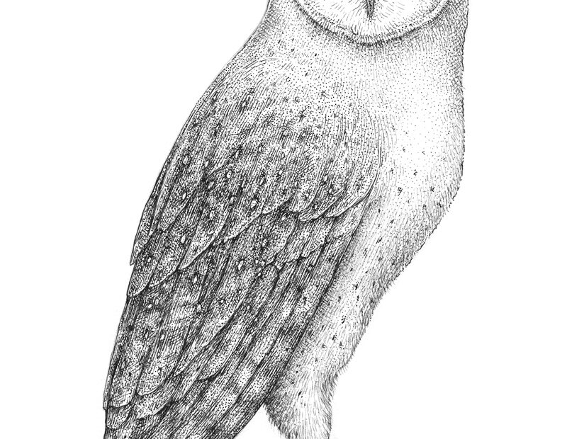 How To Draw An Owl With Pen And Ink