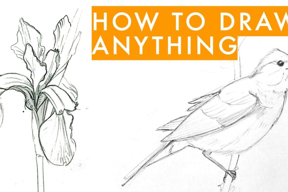 How To Draw Anything Learn Sketching For Beginners Julia