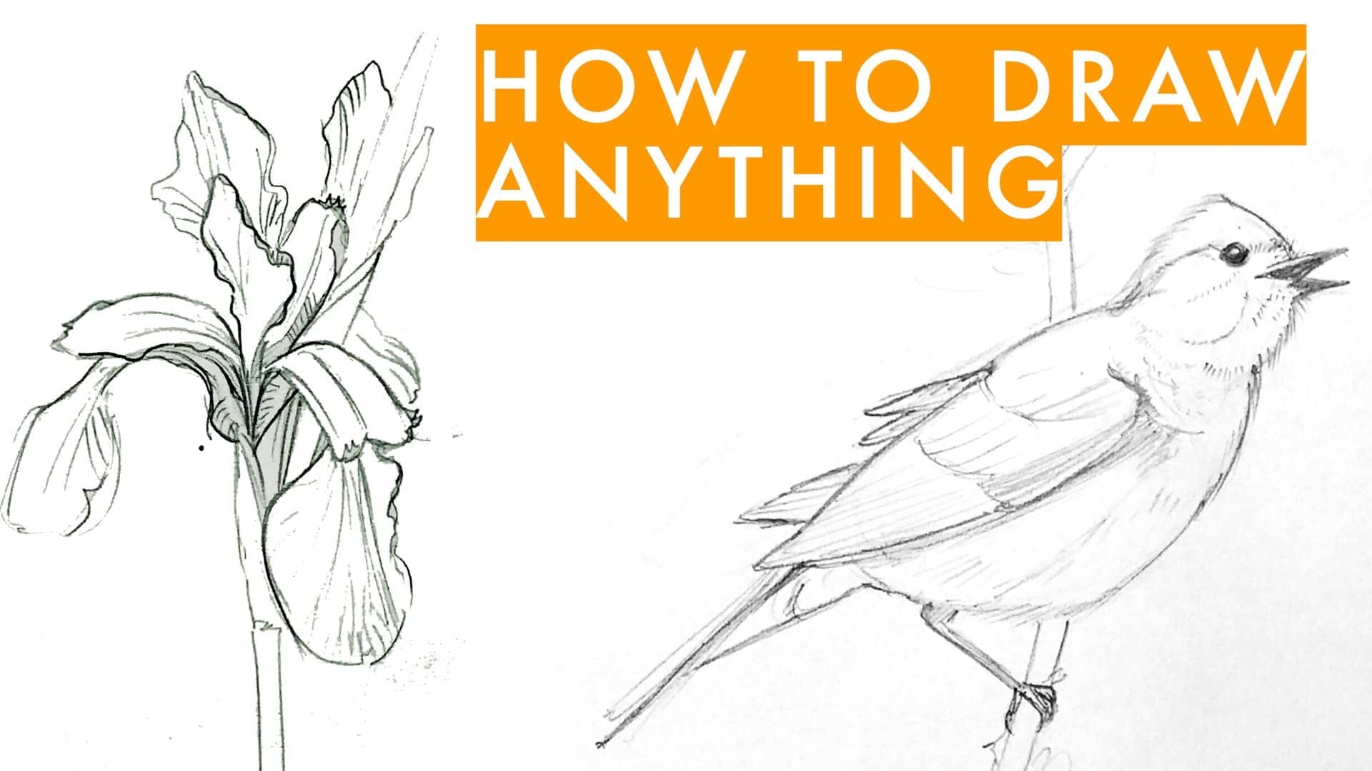 How To Draw Anything Learn Sketching For Beginners Julia Bausenhardt