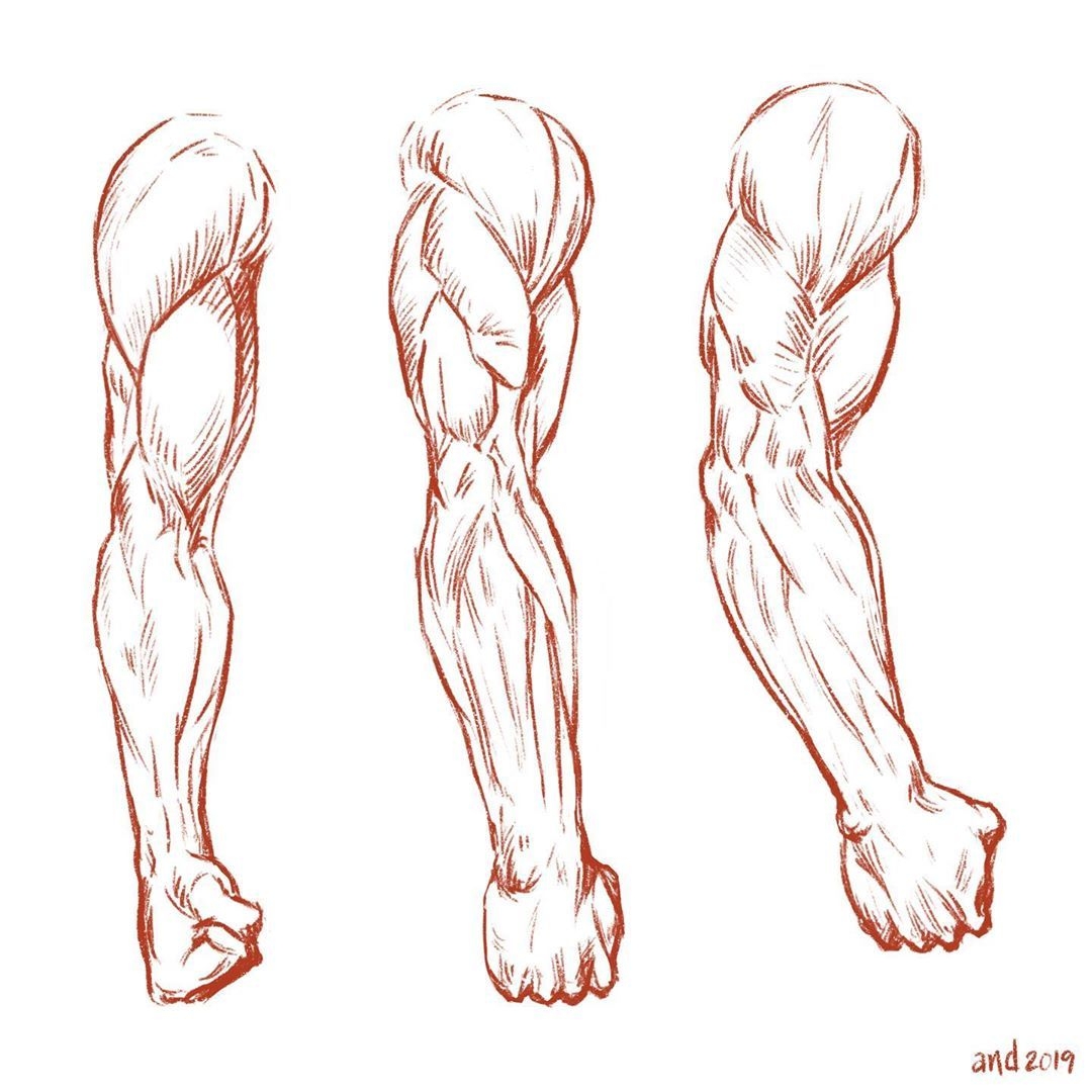 How To Draw Arm Muscles Www lx iriss uk