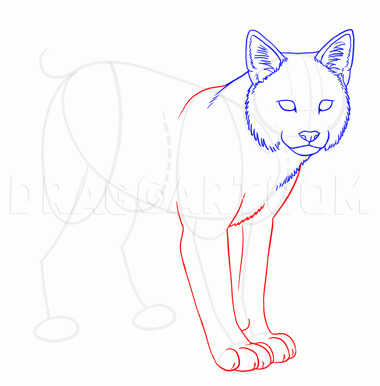 How To Draw Bobcats Bobcat Drawing Step By Step By Makangeni 