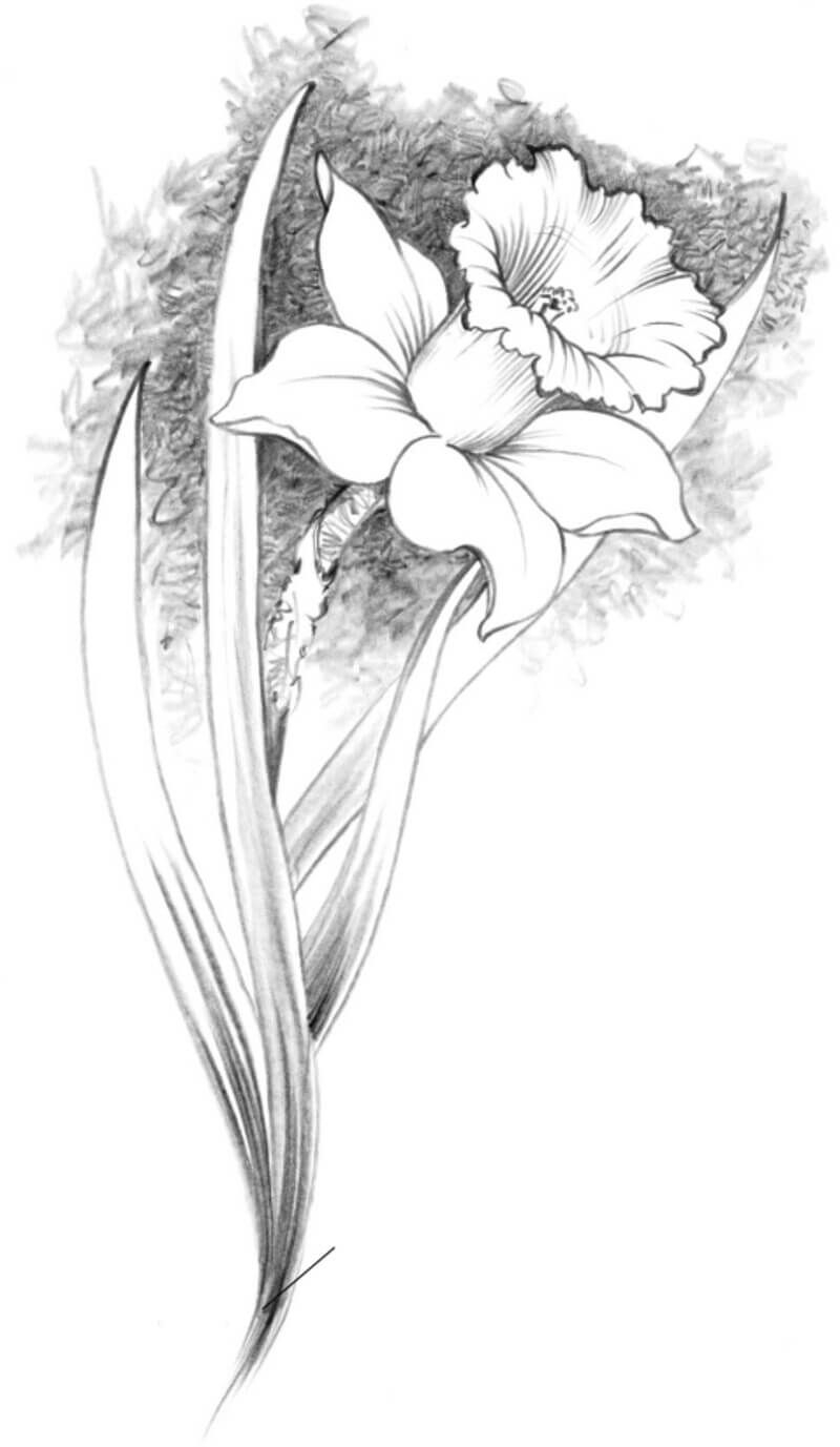 How To Draw Daffodils Step by step Tutorial 