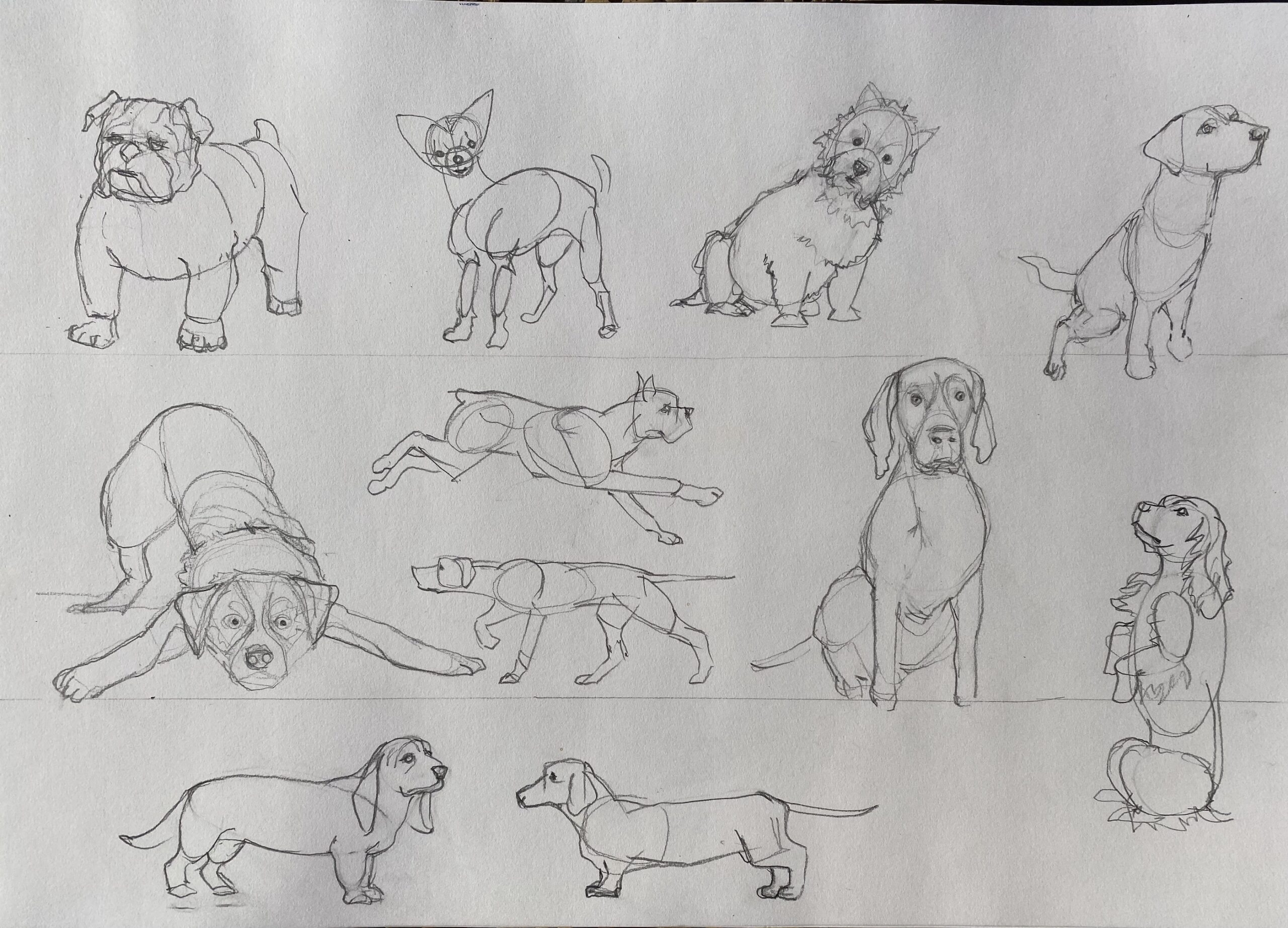 How To Draw Dogs In 4 Easy Steps Emily s Notebook