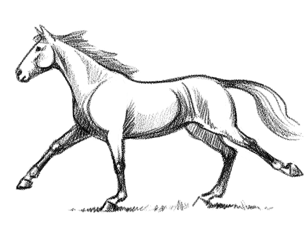 How To Draw Horses Part 1 In Black U0026 White Young Rider Magazine