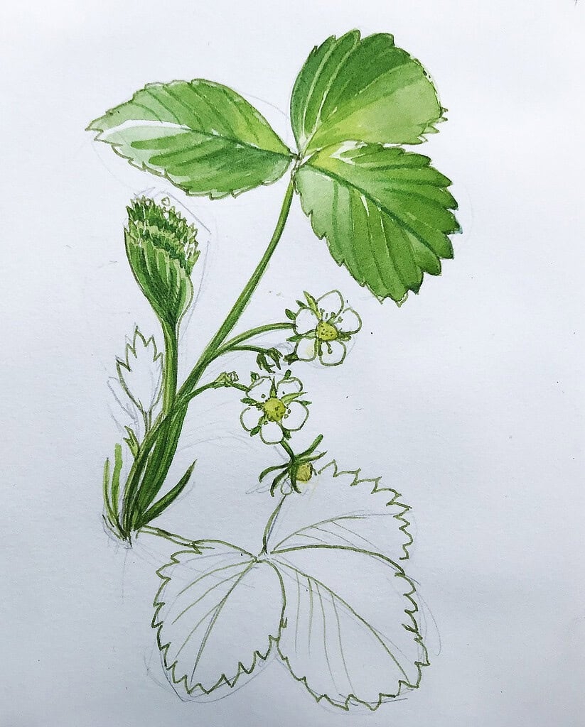 How To Draw Plants Quick Botanical Sketching Julia Bausenhardt