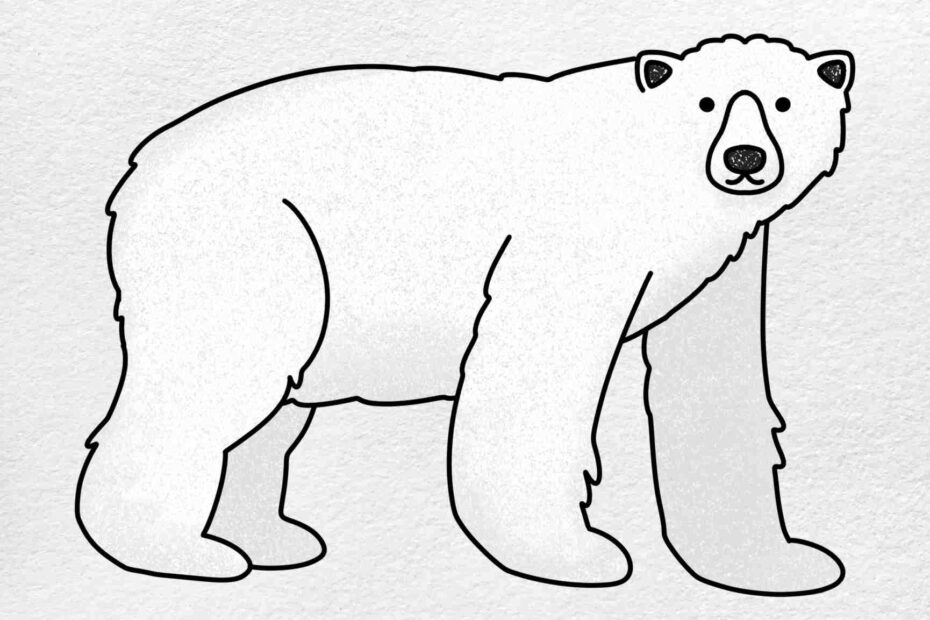 How To Draw Polar Bear HelloArtsy