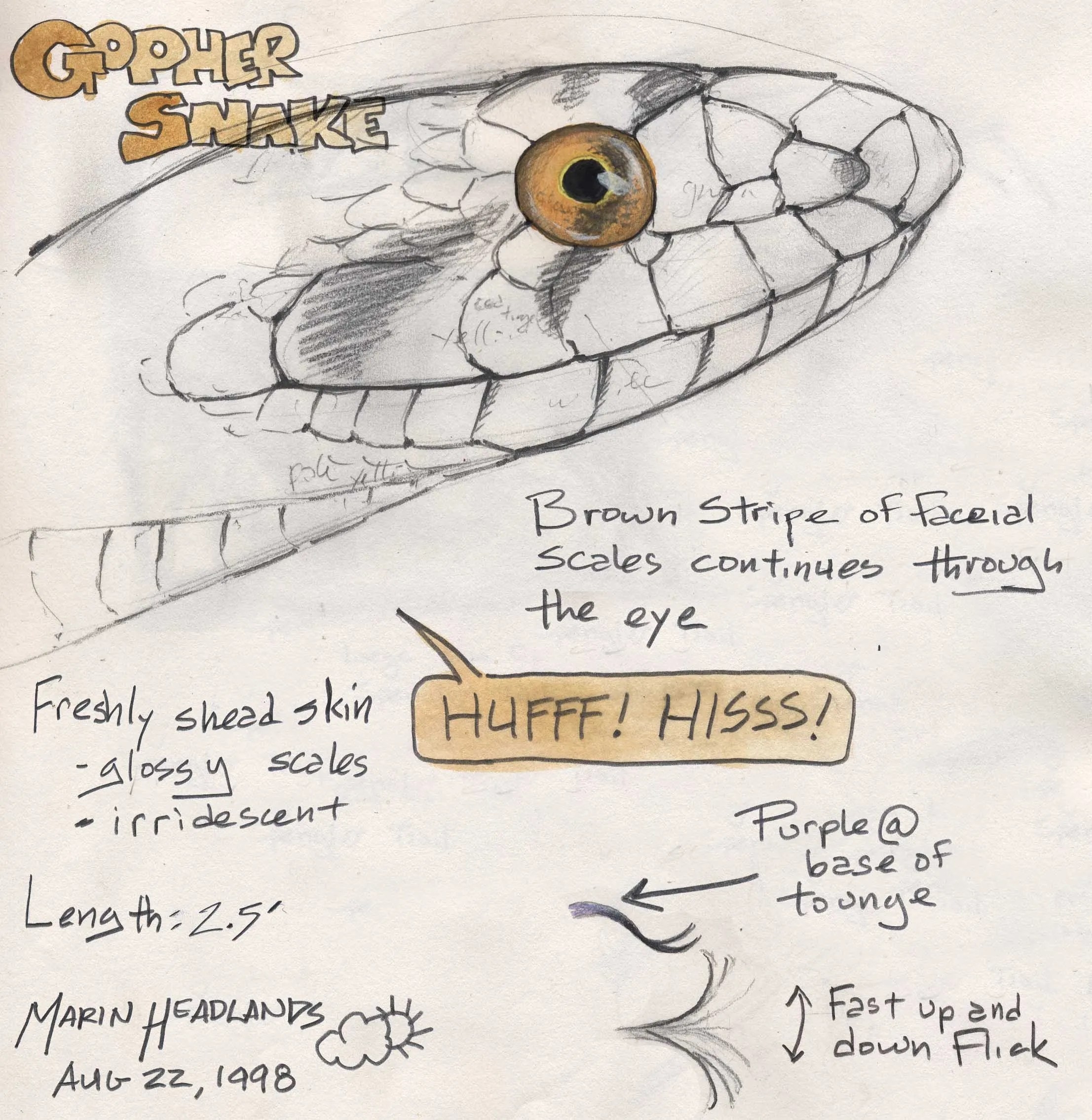 How To Draw Snakes John Muir Laws