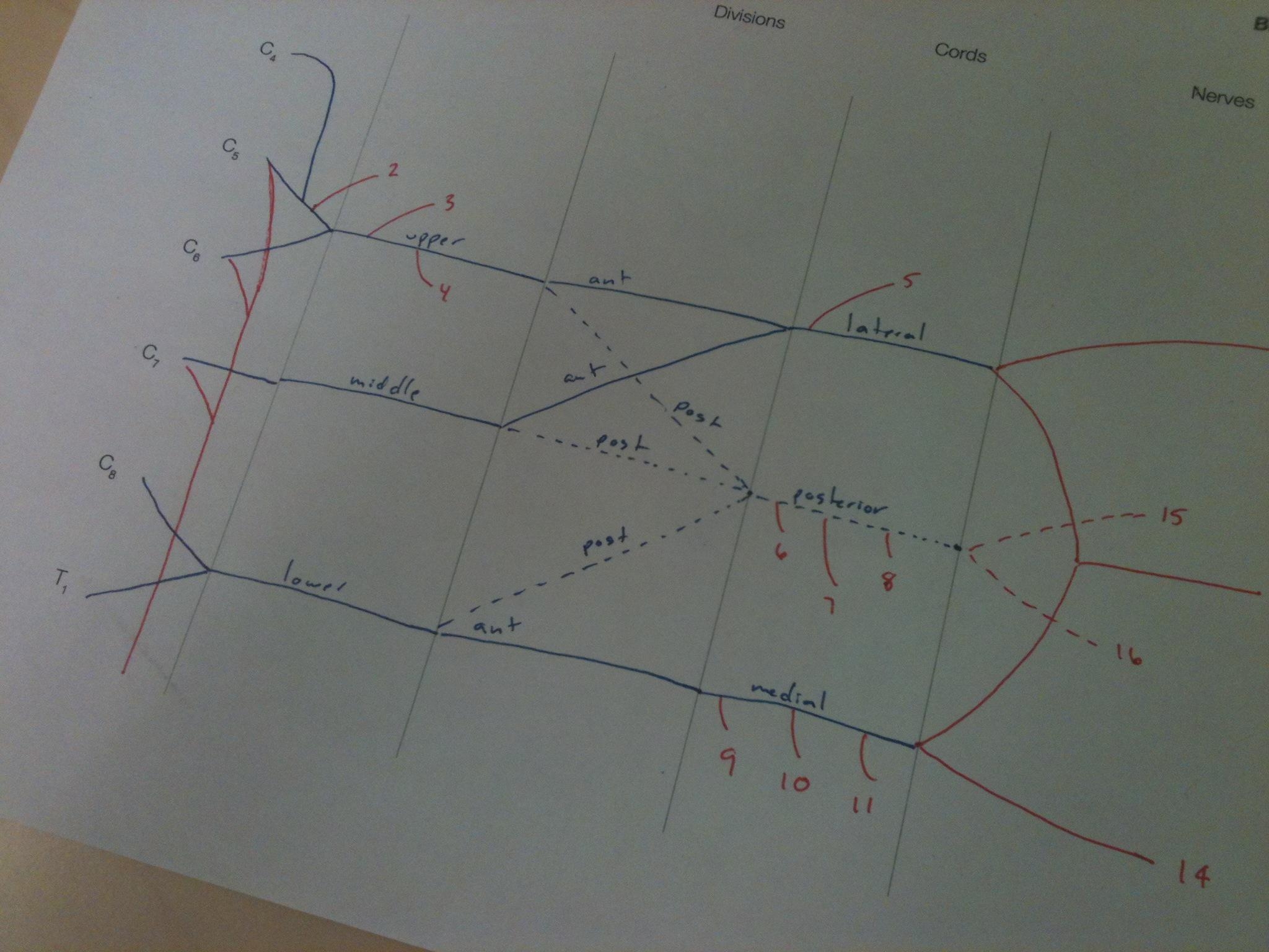 brachial plexus drawing