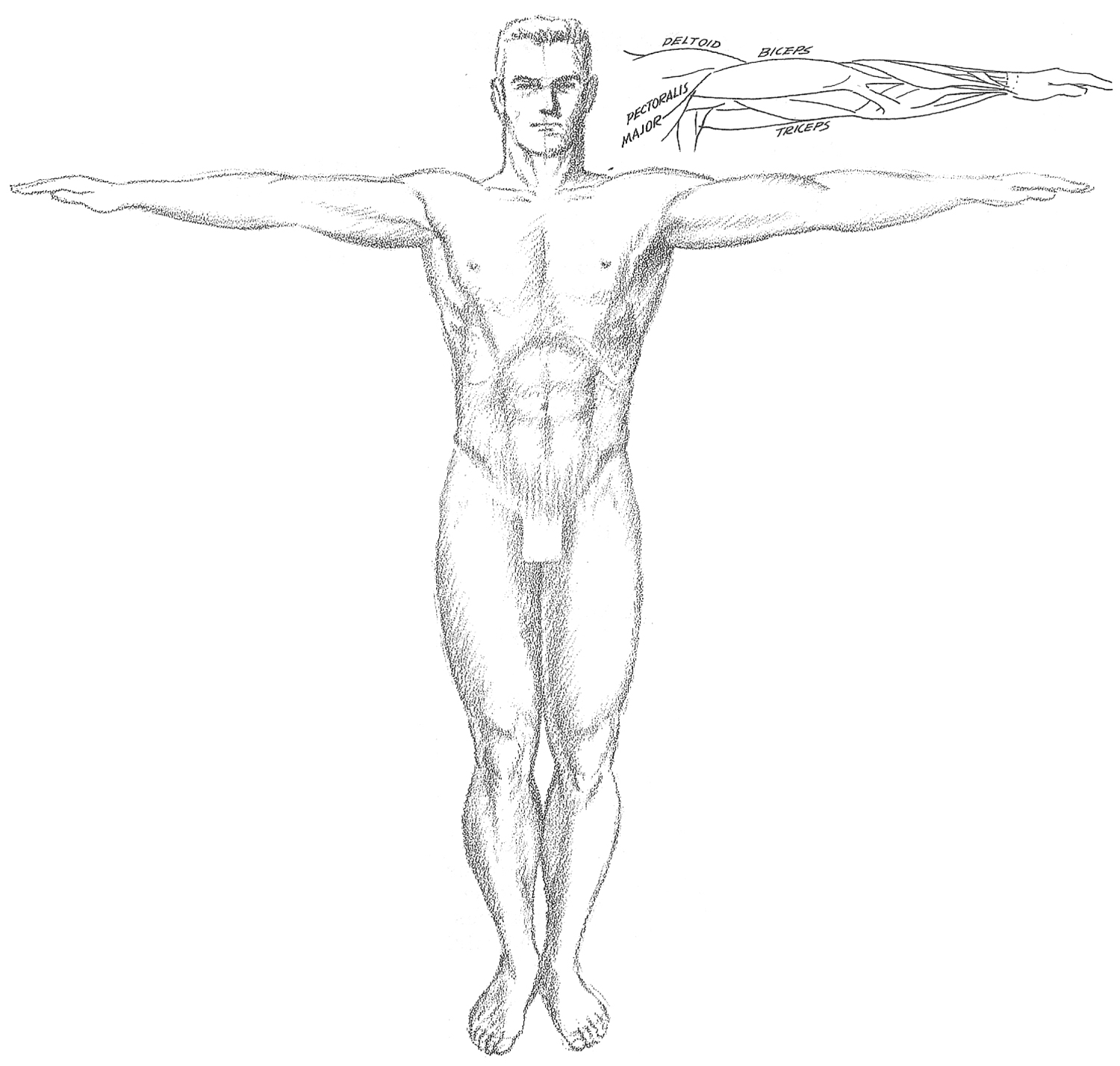 How To Draw The Human Torso And Chest Body Figure Drawing Tutorial How To Draw Step By Step Drawing Tutorials