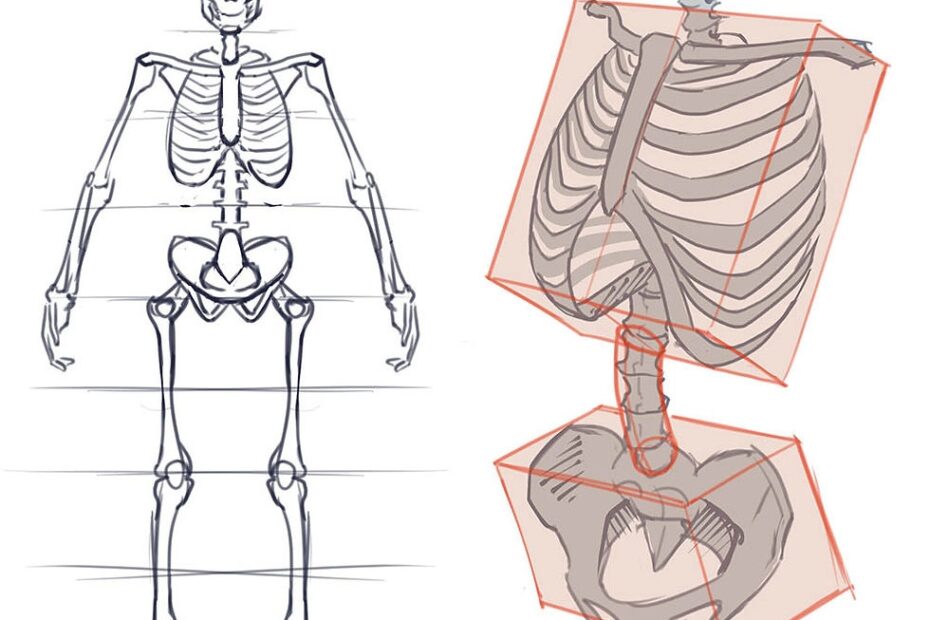 How To Draw The Torso Front View