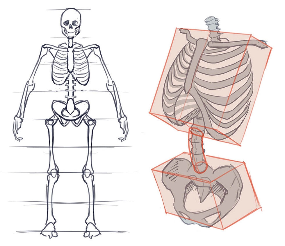 How To Draw The Torso Front View