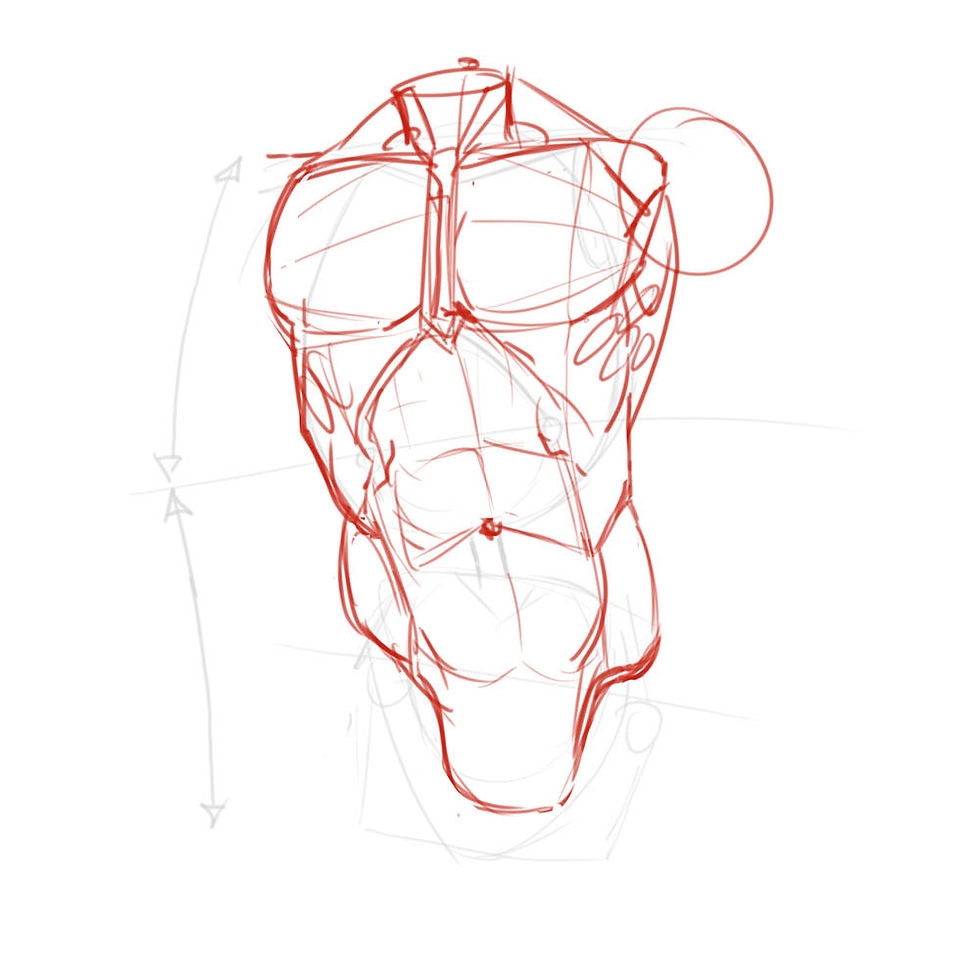 How To Draw The Torso Front View