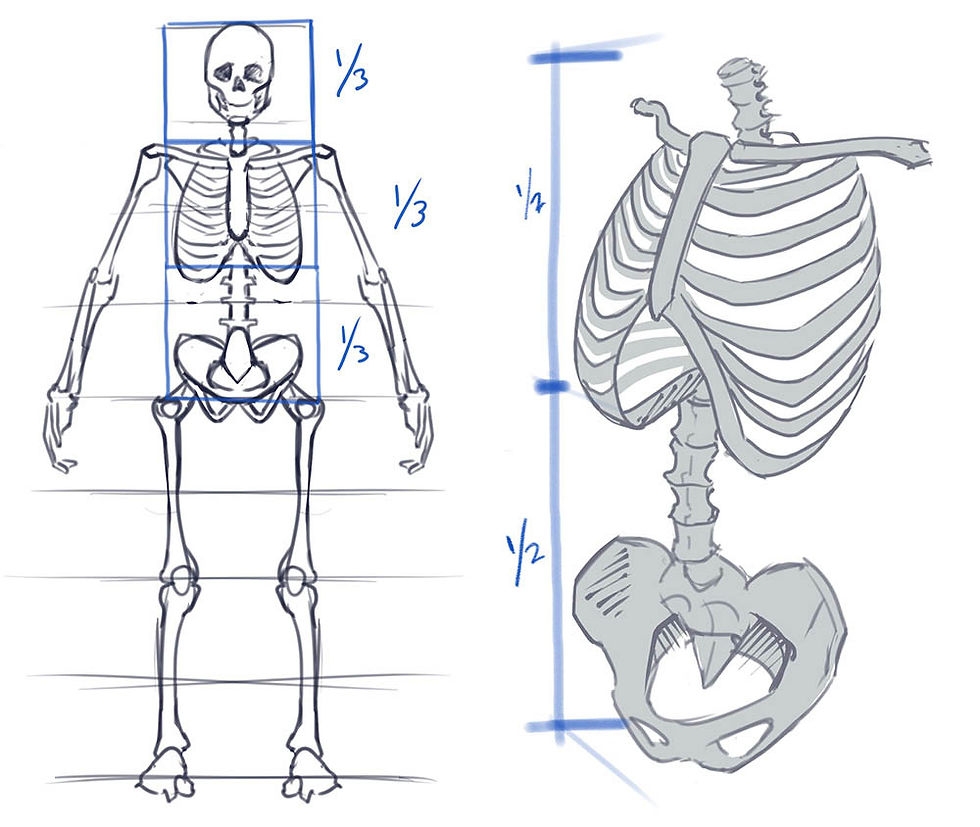 How To Draw The Torso Front View