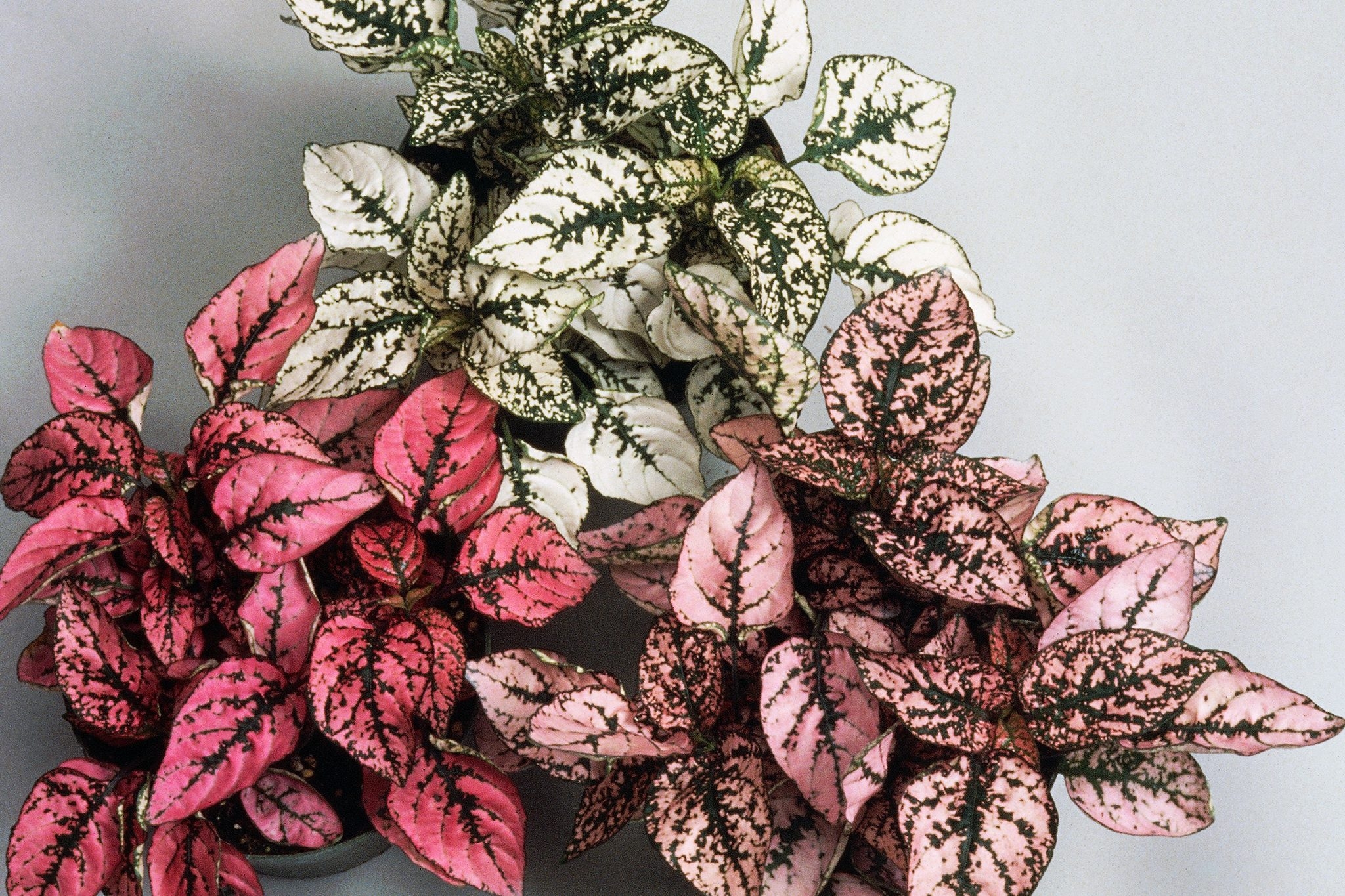 how to propagate a polka dot plant