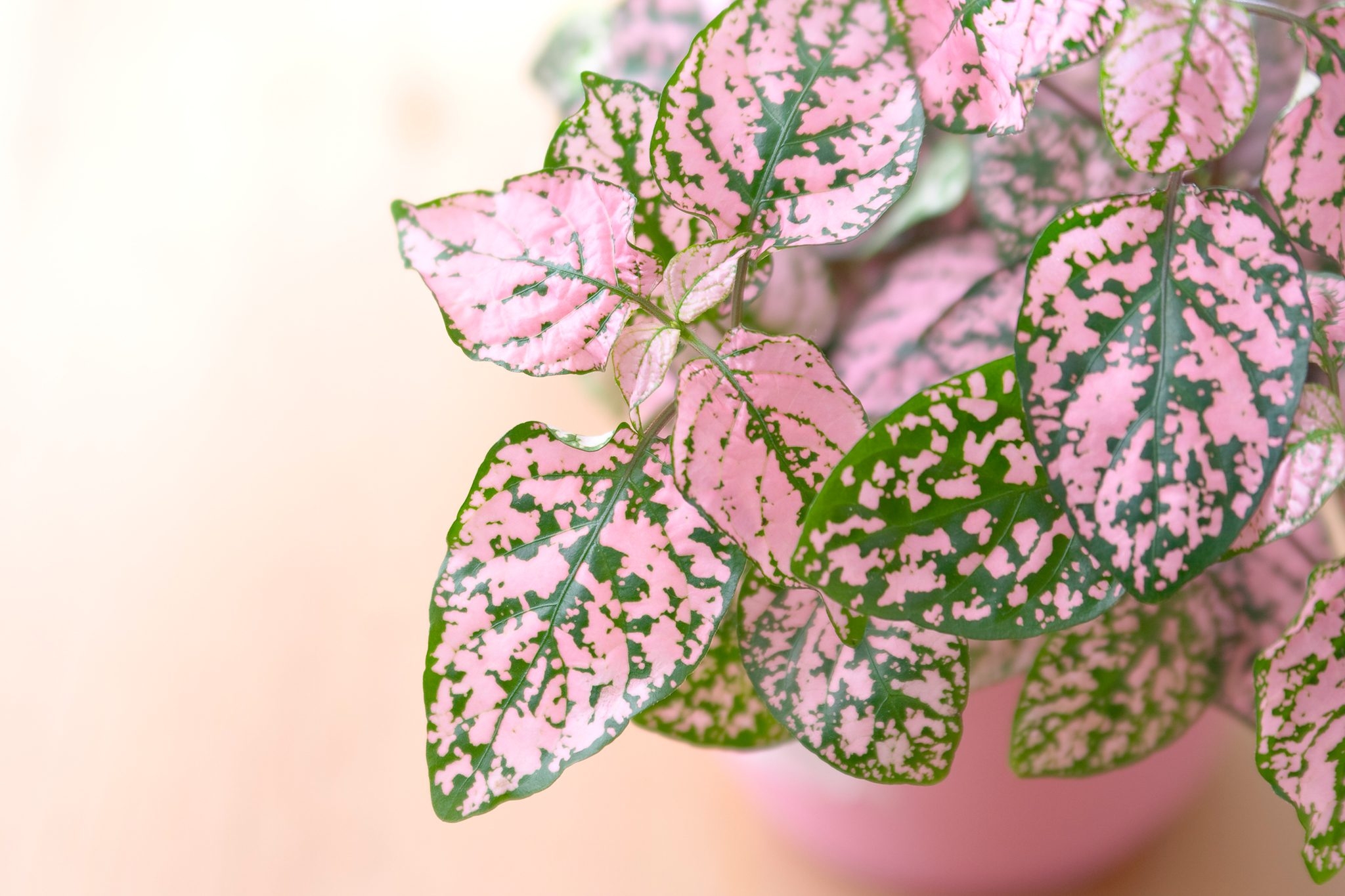 How To Grow And Care For A Polka Dot Plant BBC Gardeners World 