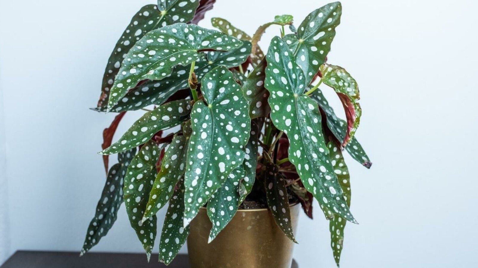 how to propagate polka dot begonia