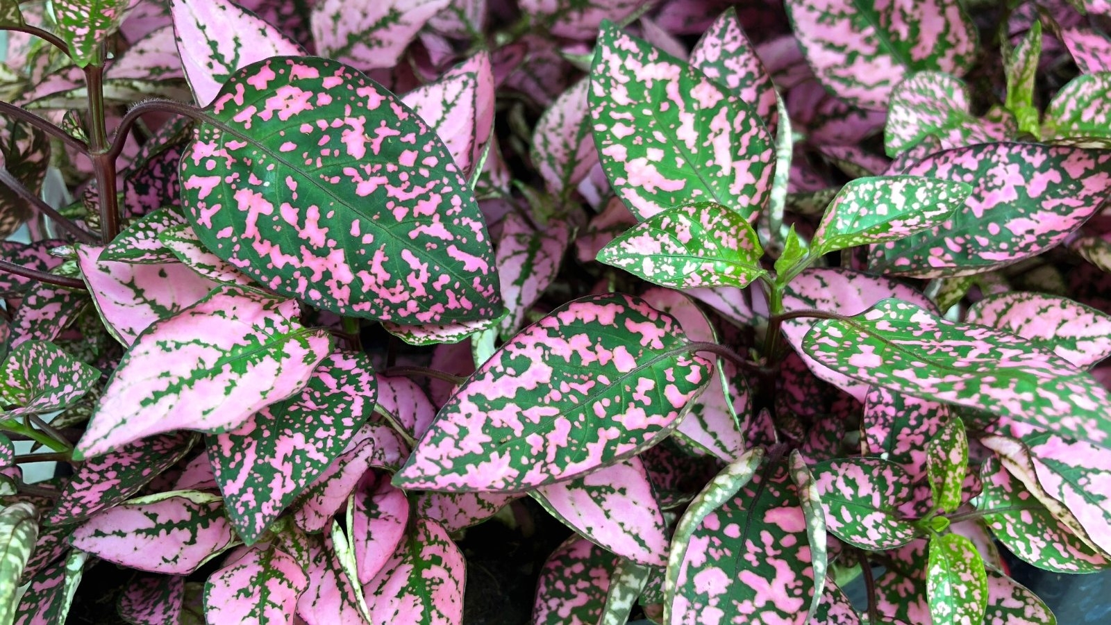 How To Plant Grow And Care For Polka Dot Plants