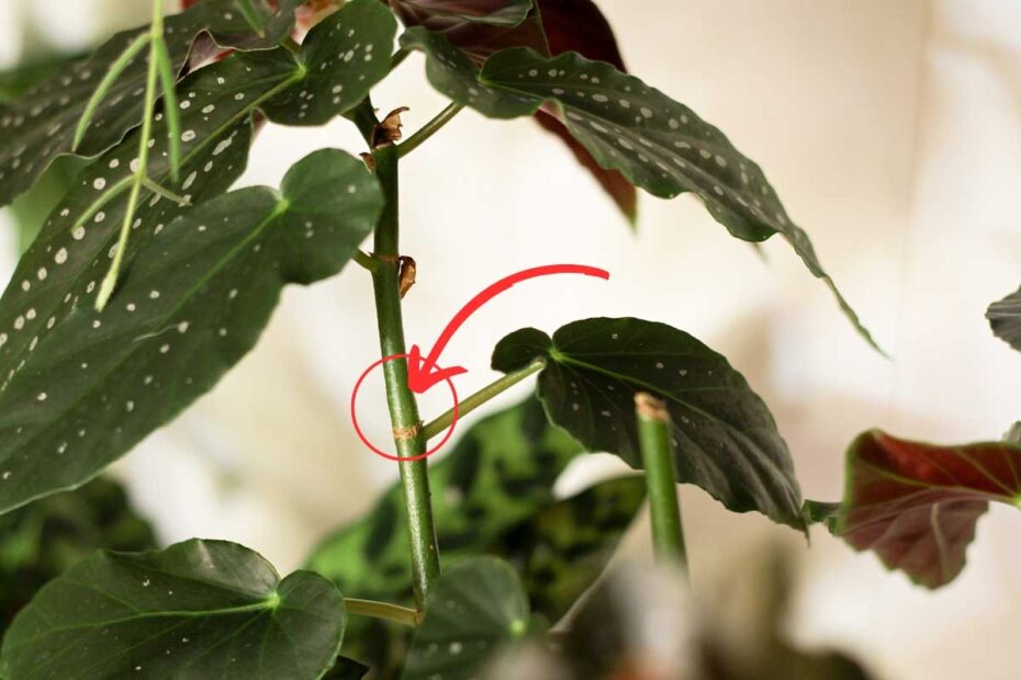 How To Propagate Begonia Maculata Ultimate Guide And Tips Geeky Greenhouse
