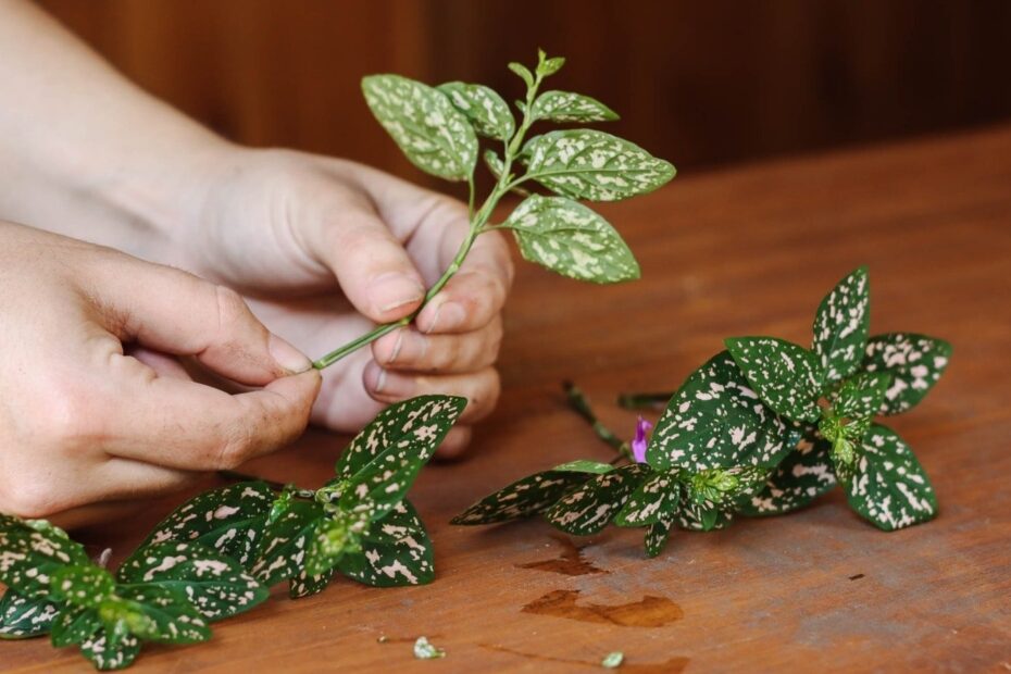 How To Propagate Polka Dot Plants In 5 Simple Steps