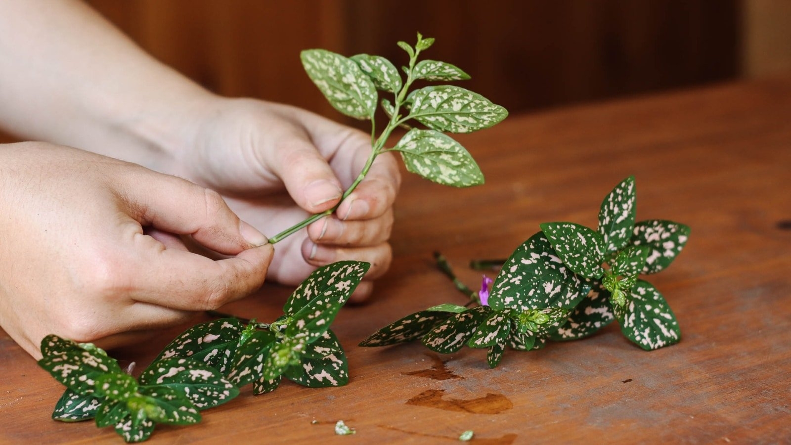 How To Propagate Polka Dot Plants In 5 Simple Steps