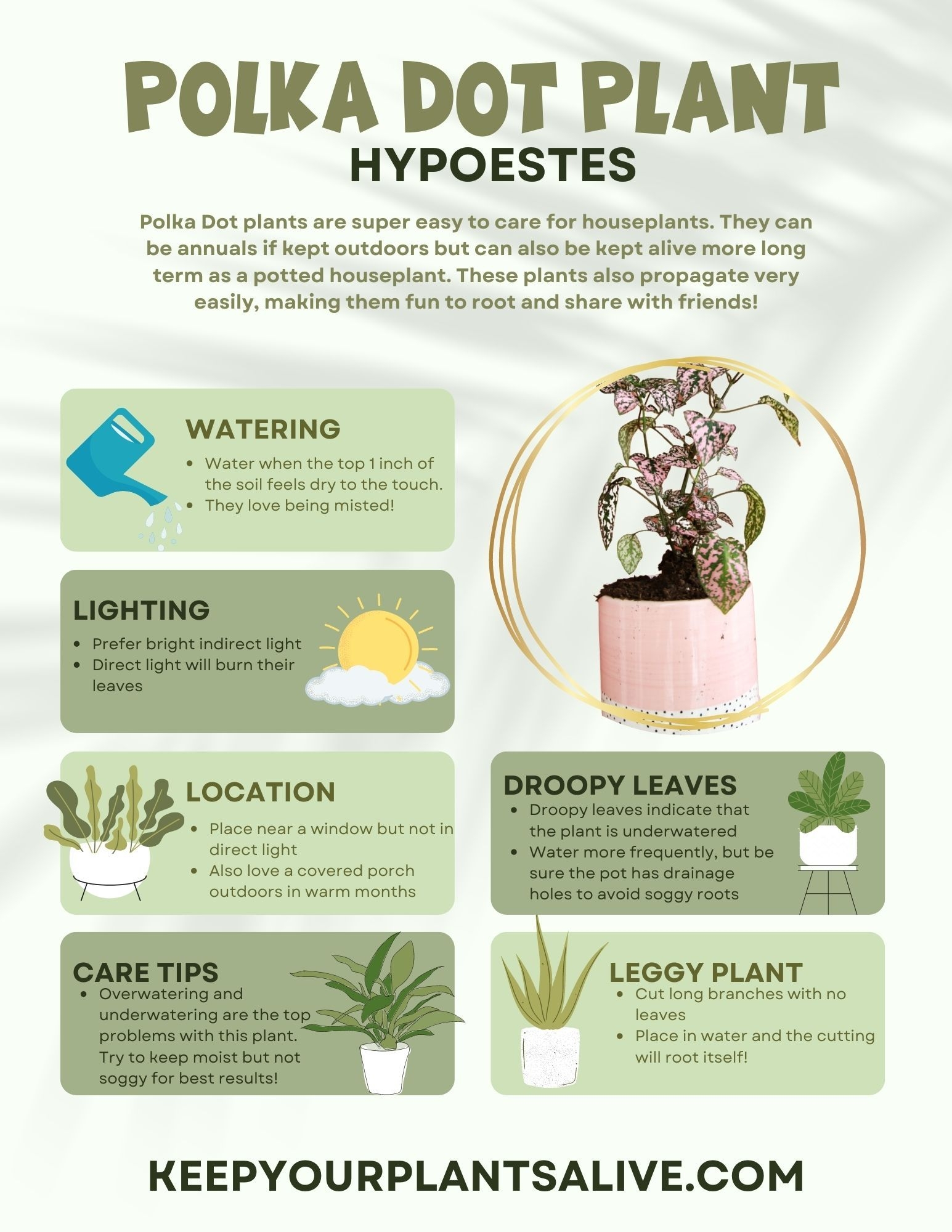 how to propagate polka dot plant