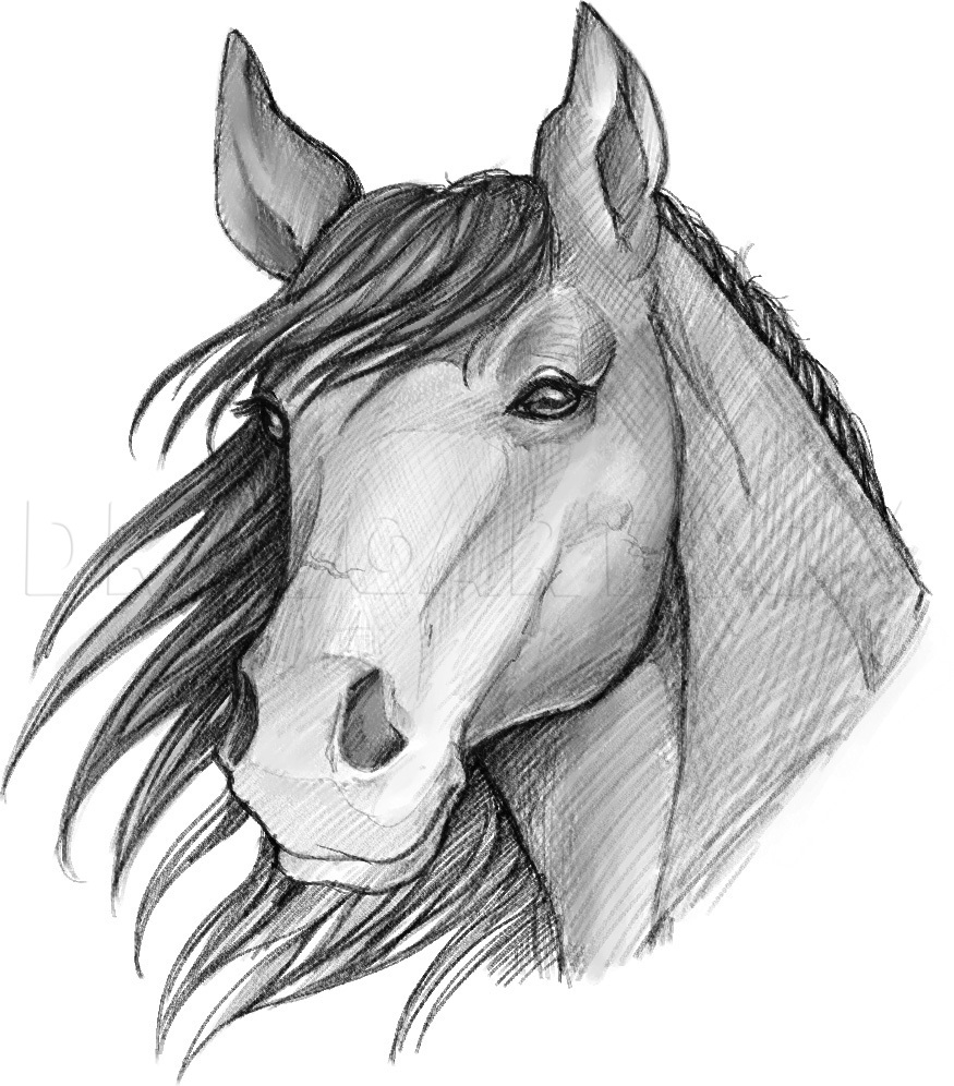 How To Sketch A Horse Drawing Step By Step By Dawn DragoArt