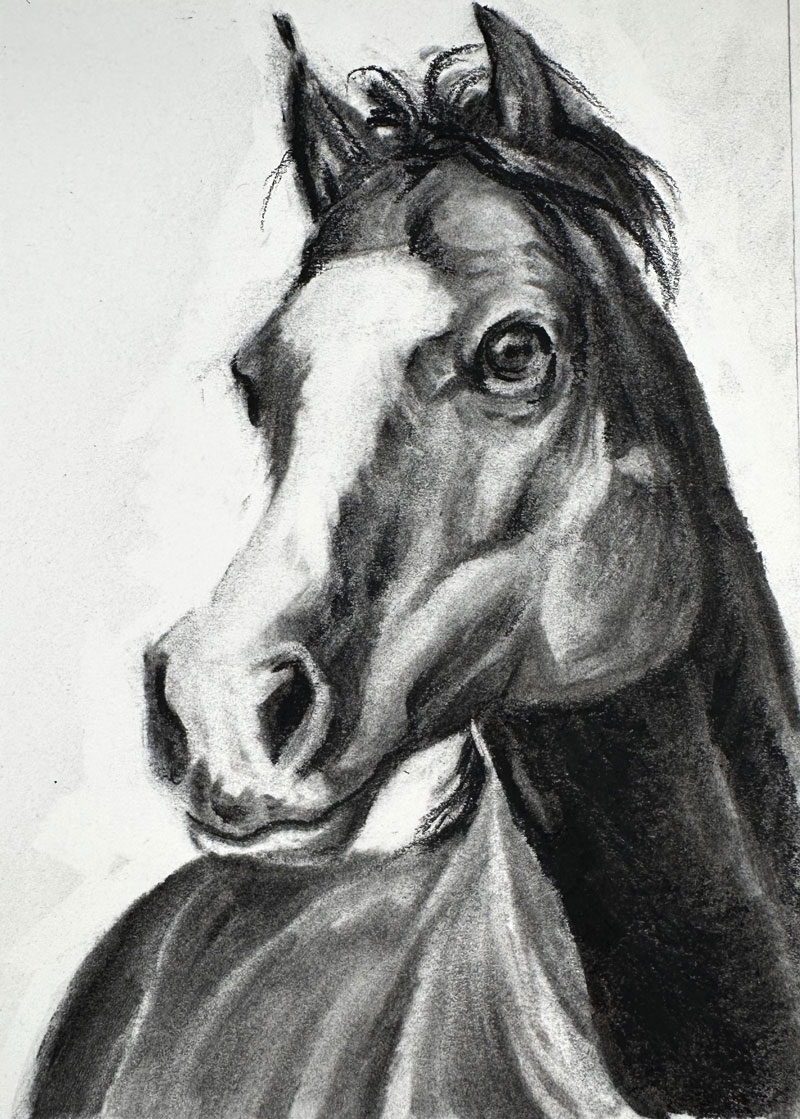 drawing of horse