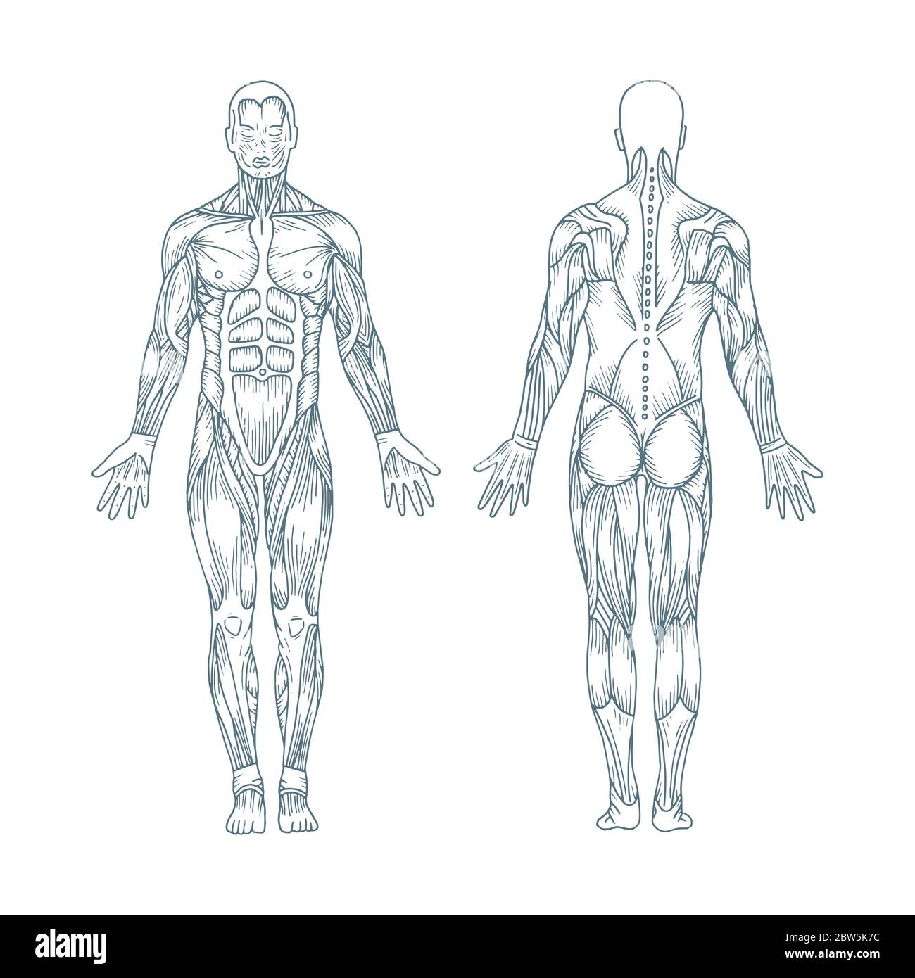 Human Anatomy Drawing Hi res Stock Photography And Images Alamy