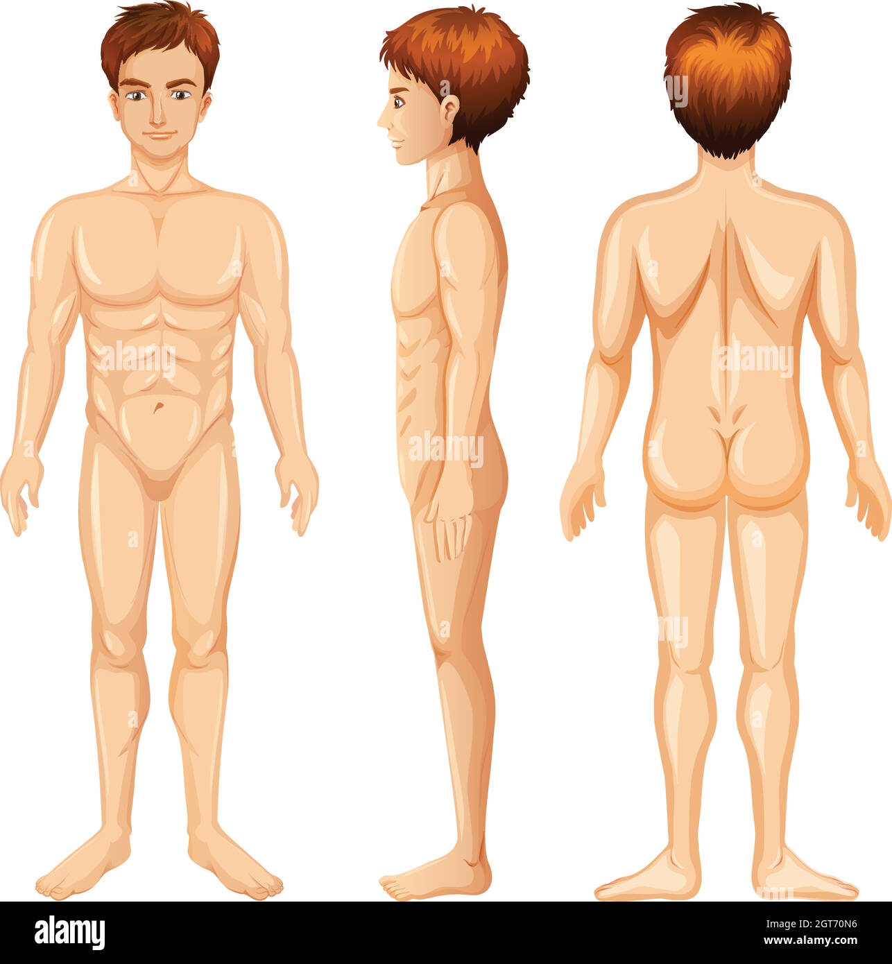Human Body Front Back Drawing Hi res Stock Photography And Images 
